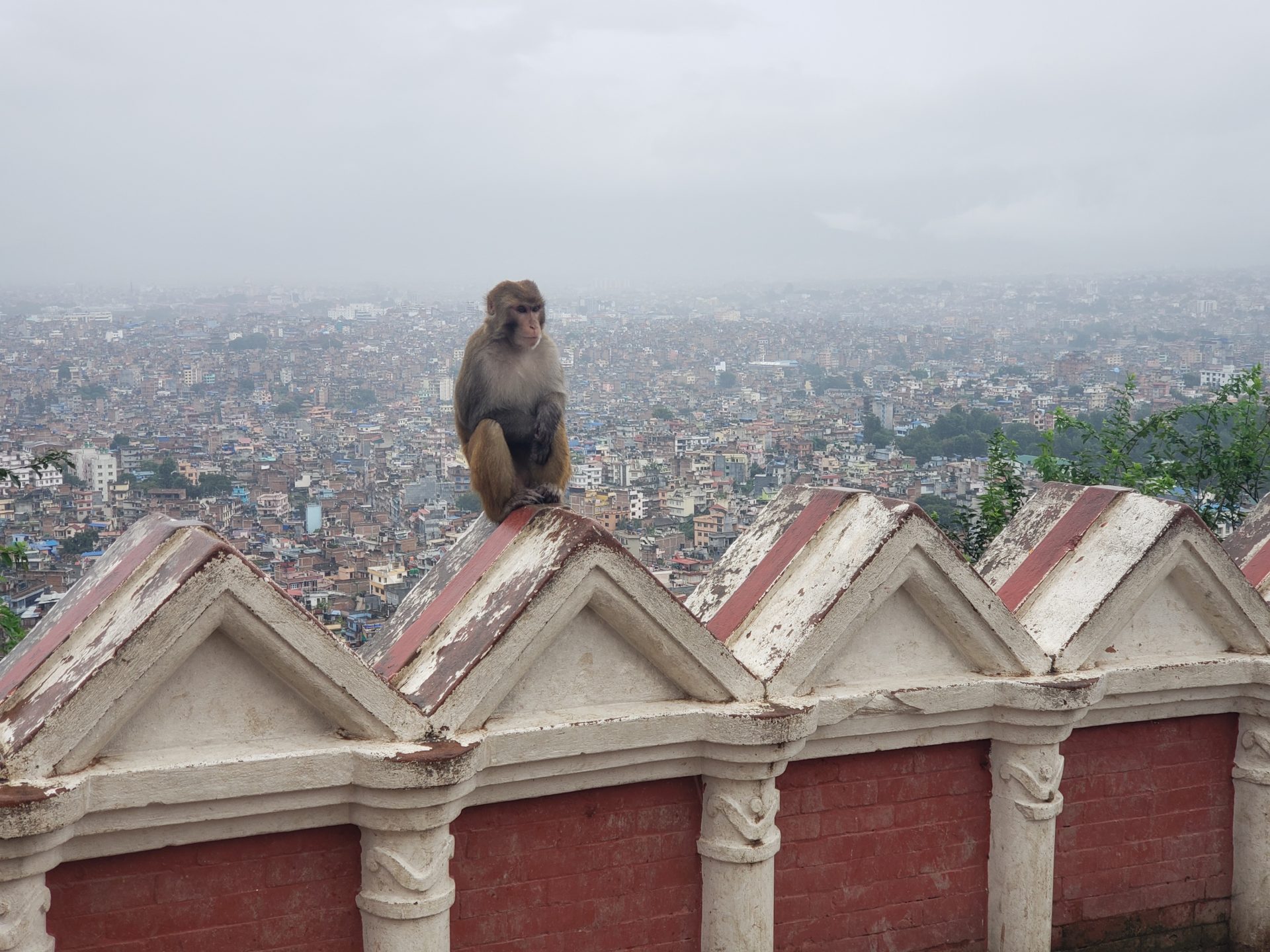 a monkey sitting on a wall with a city in the background