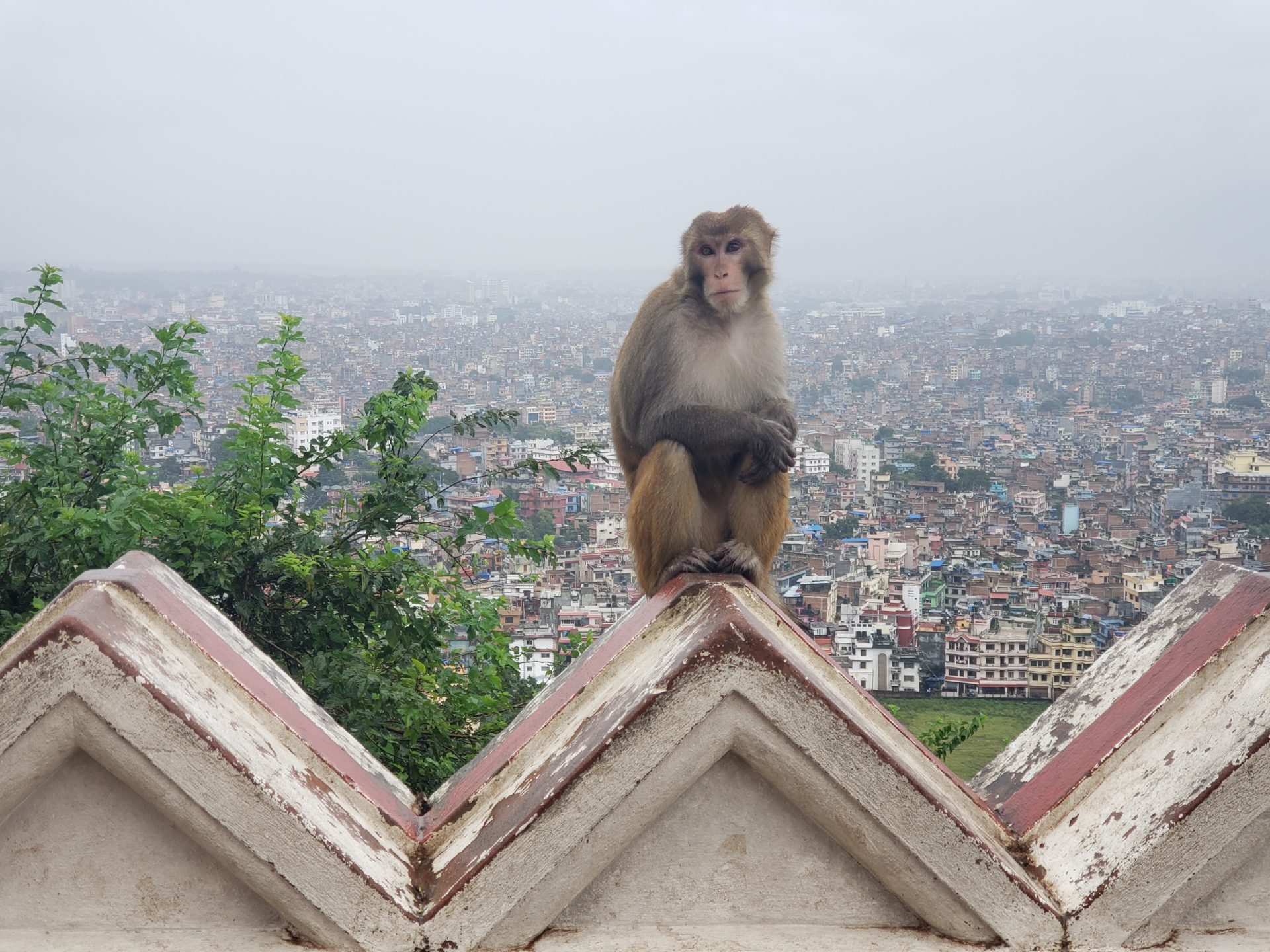 a monkey sitting on a ledge with a city in the background