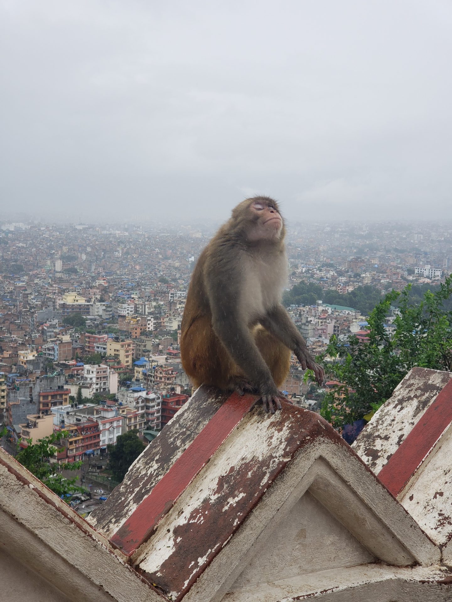 a monkey sitting on a roof
