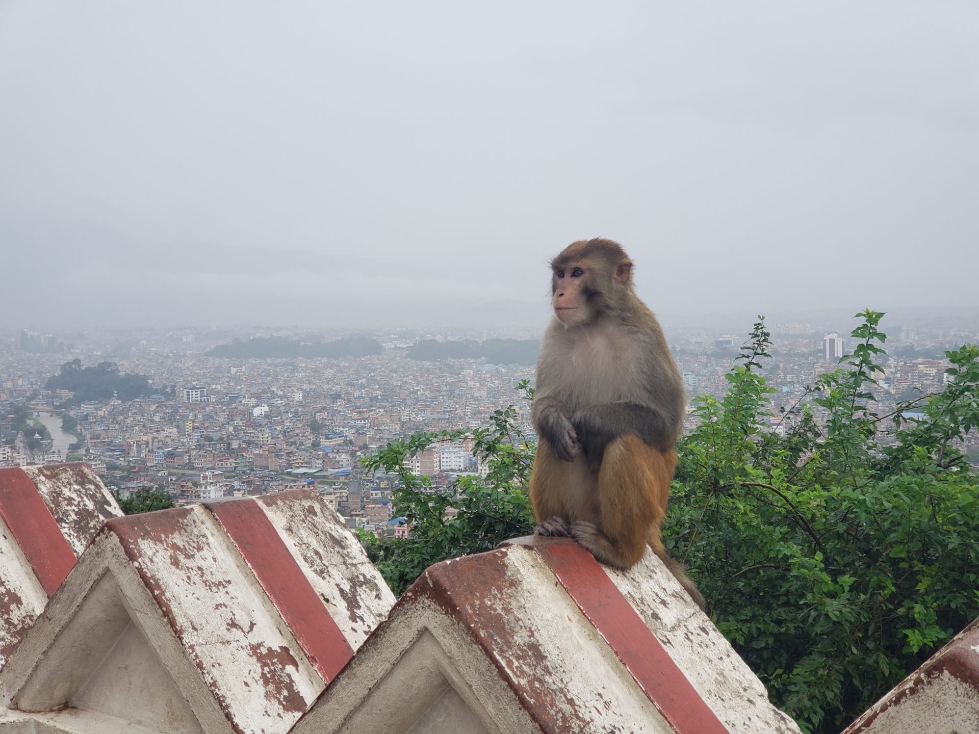 a monkey sitting on a roof