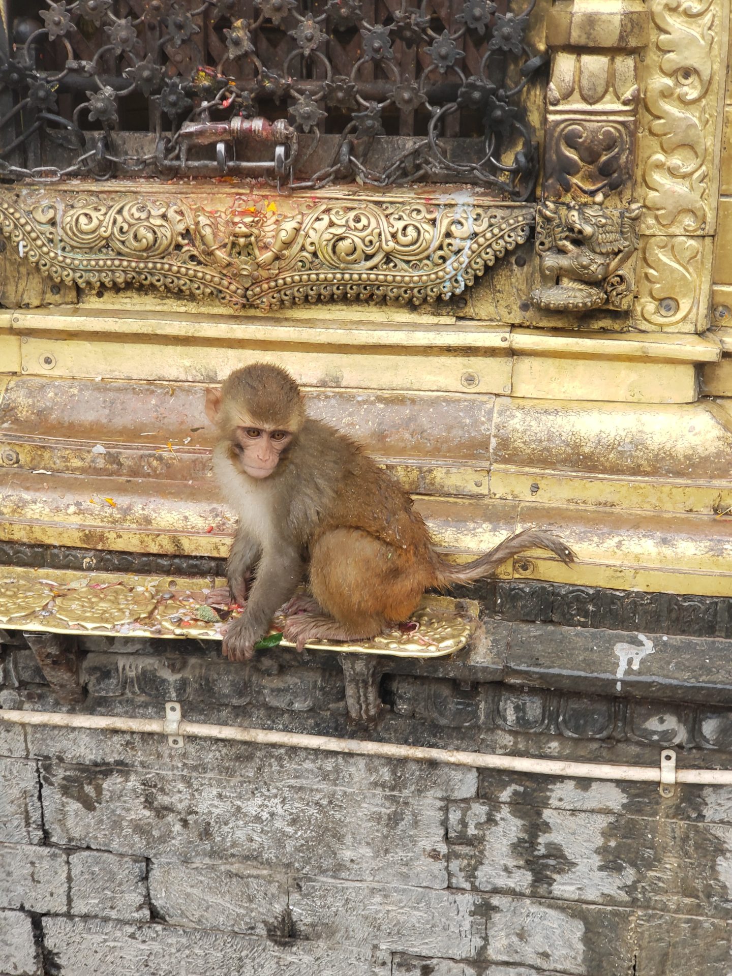 a monkey sitting on a gold staircase