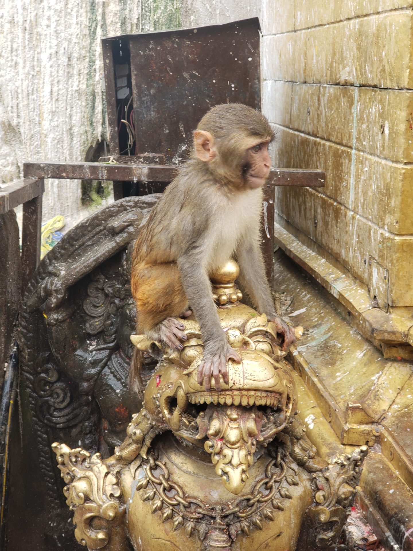 a monkey sitting on a statue