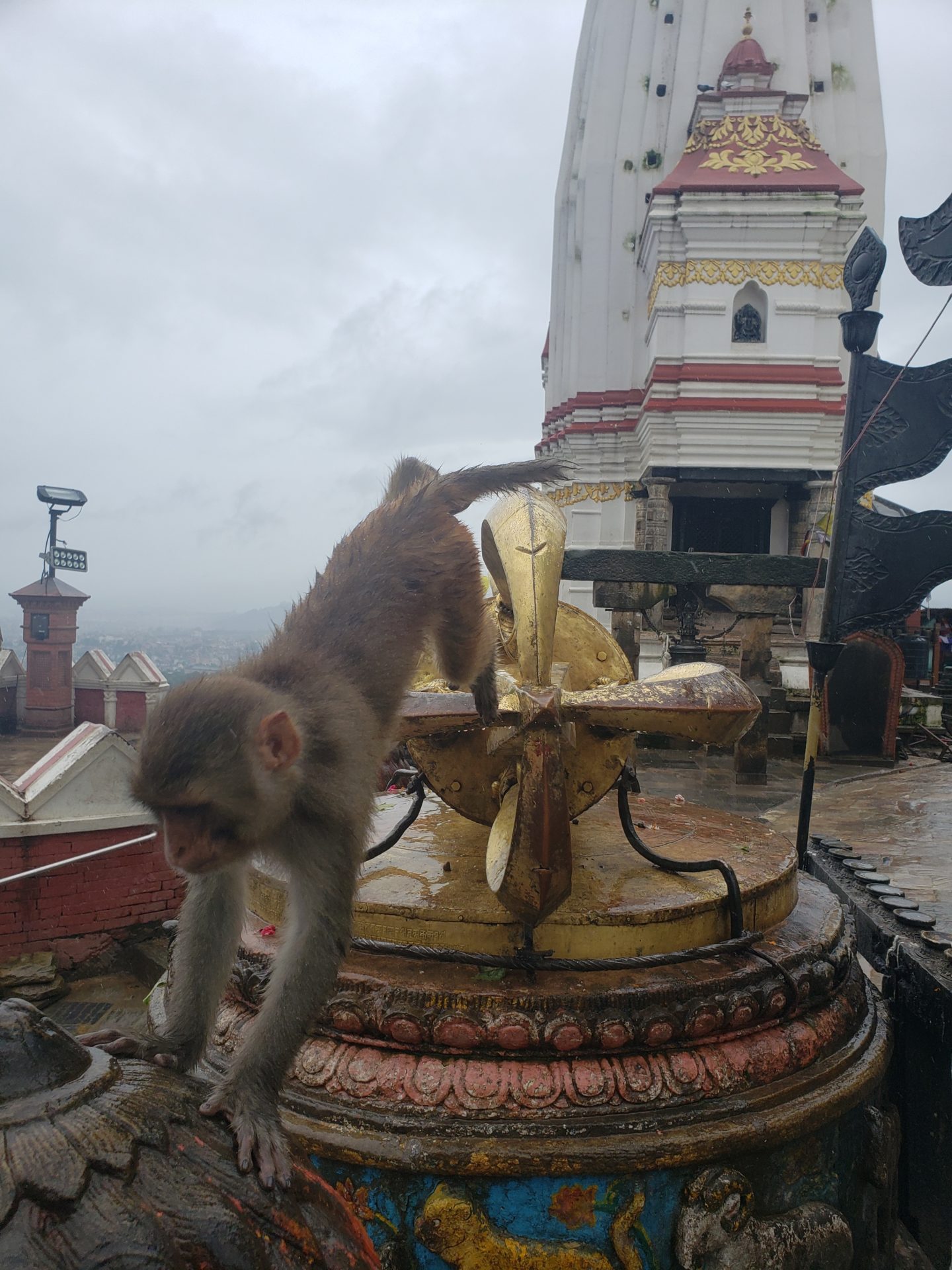 a monkey walking on a fountain