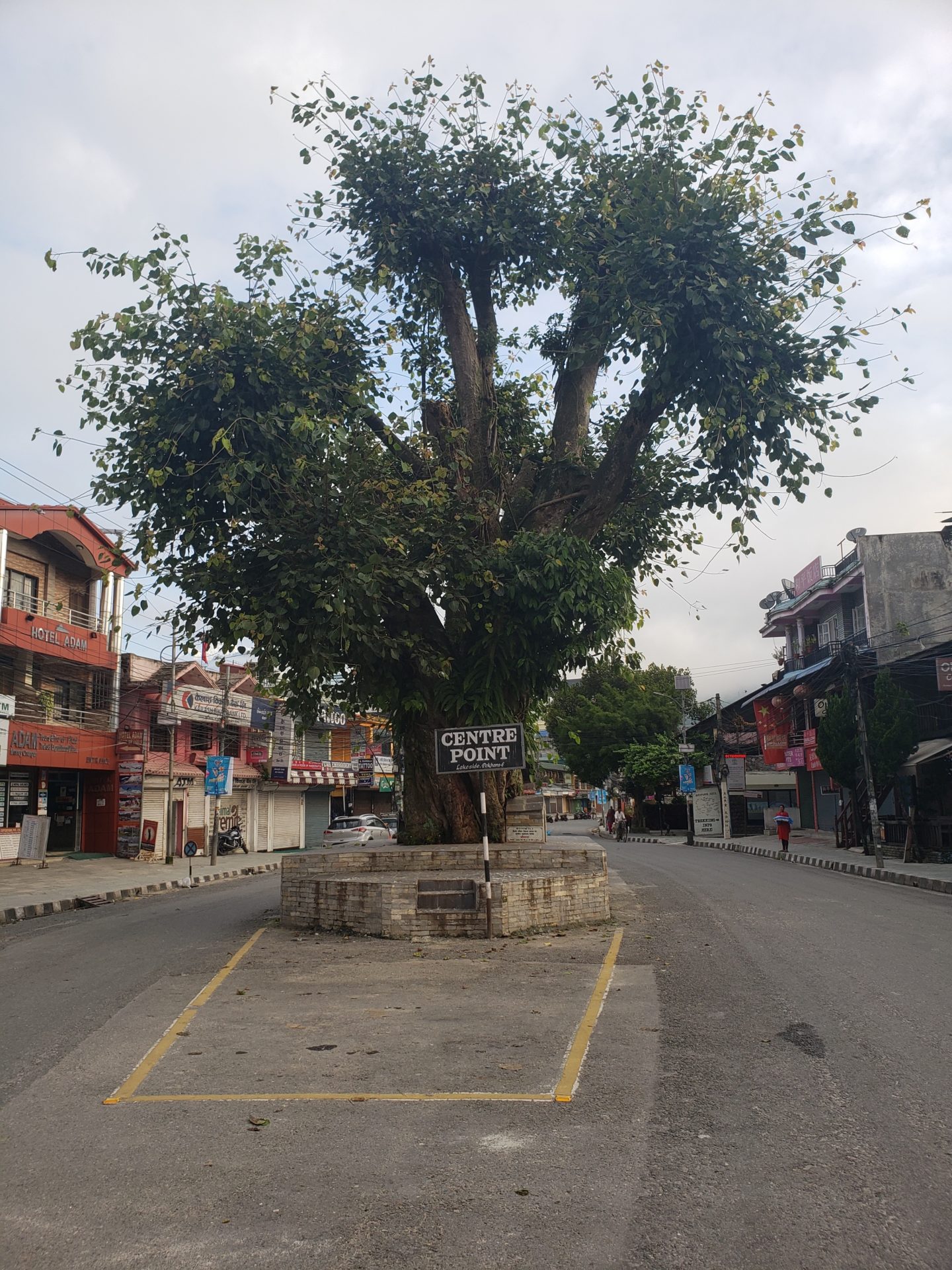 a tree in a street