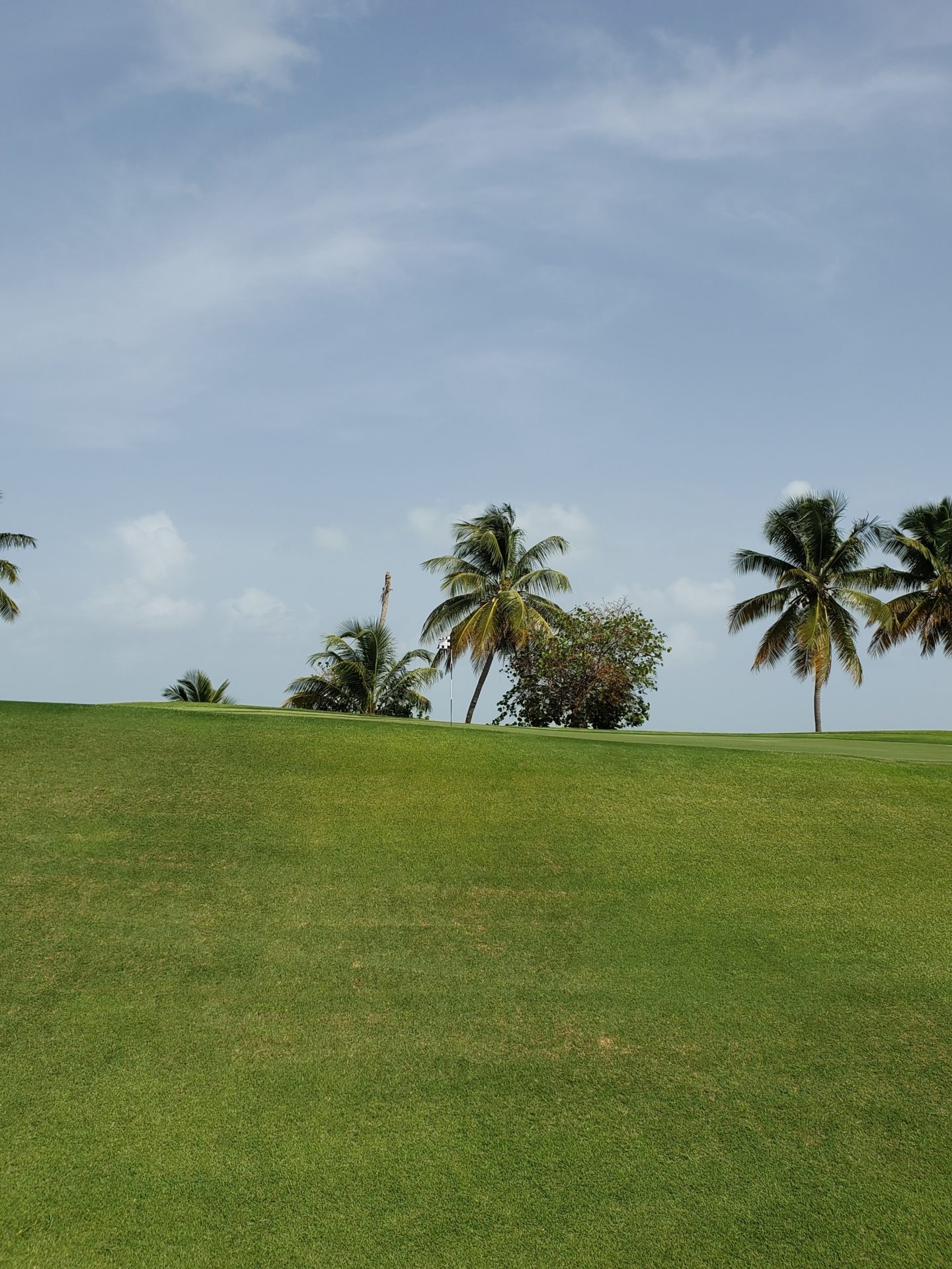a palm trees on a golf course