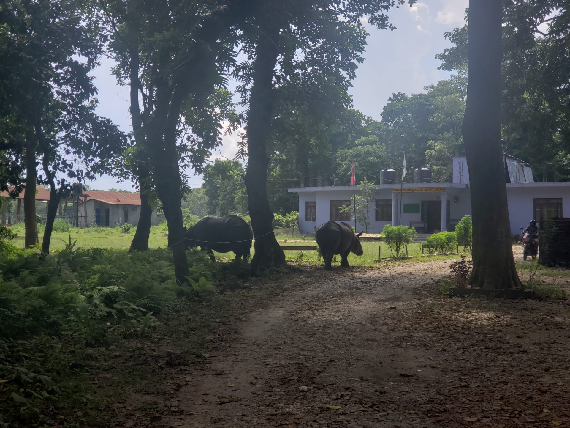 two rhinos walking on a dirt road in front of a building