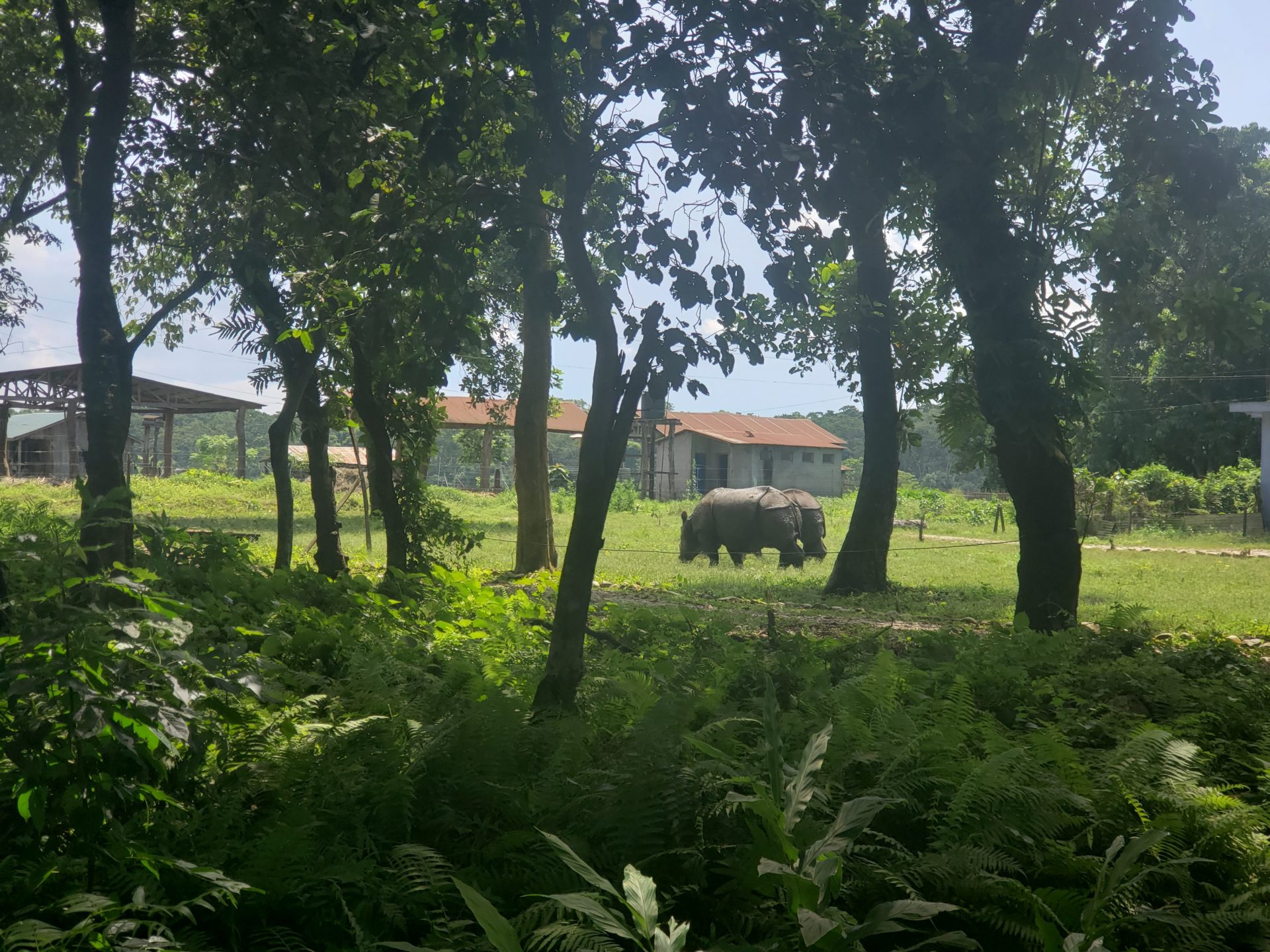 a rhinoceros in a grassy area with trees and a building