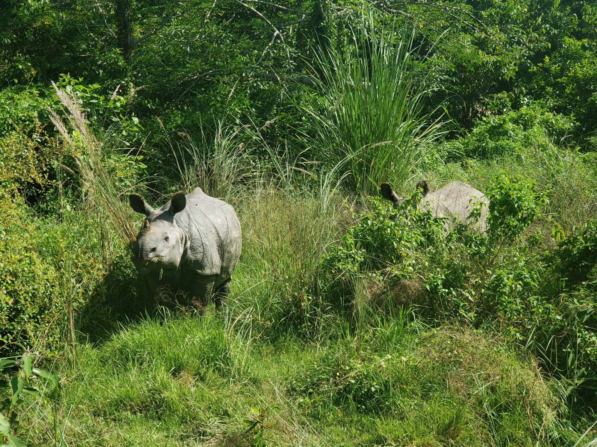 two rhinoceros in the woods