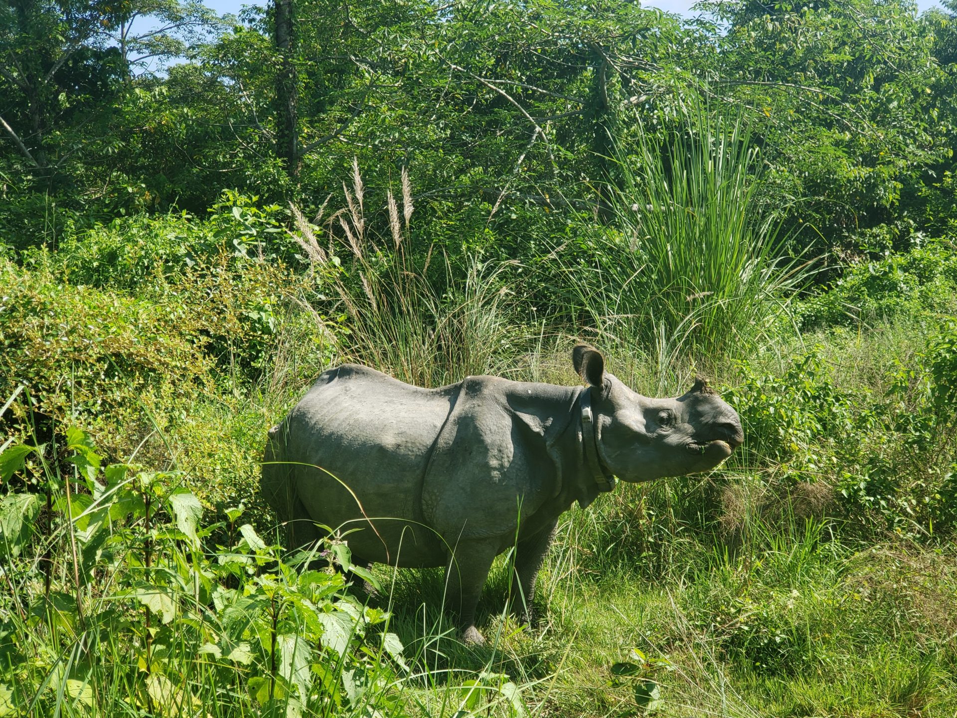 a rhino standing in a grassy area
