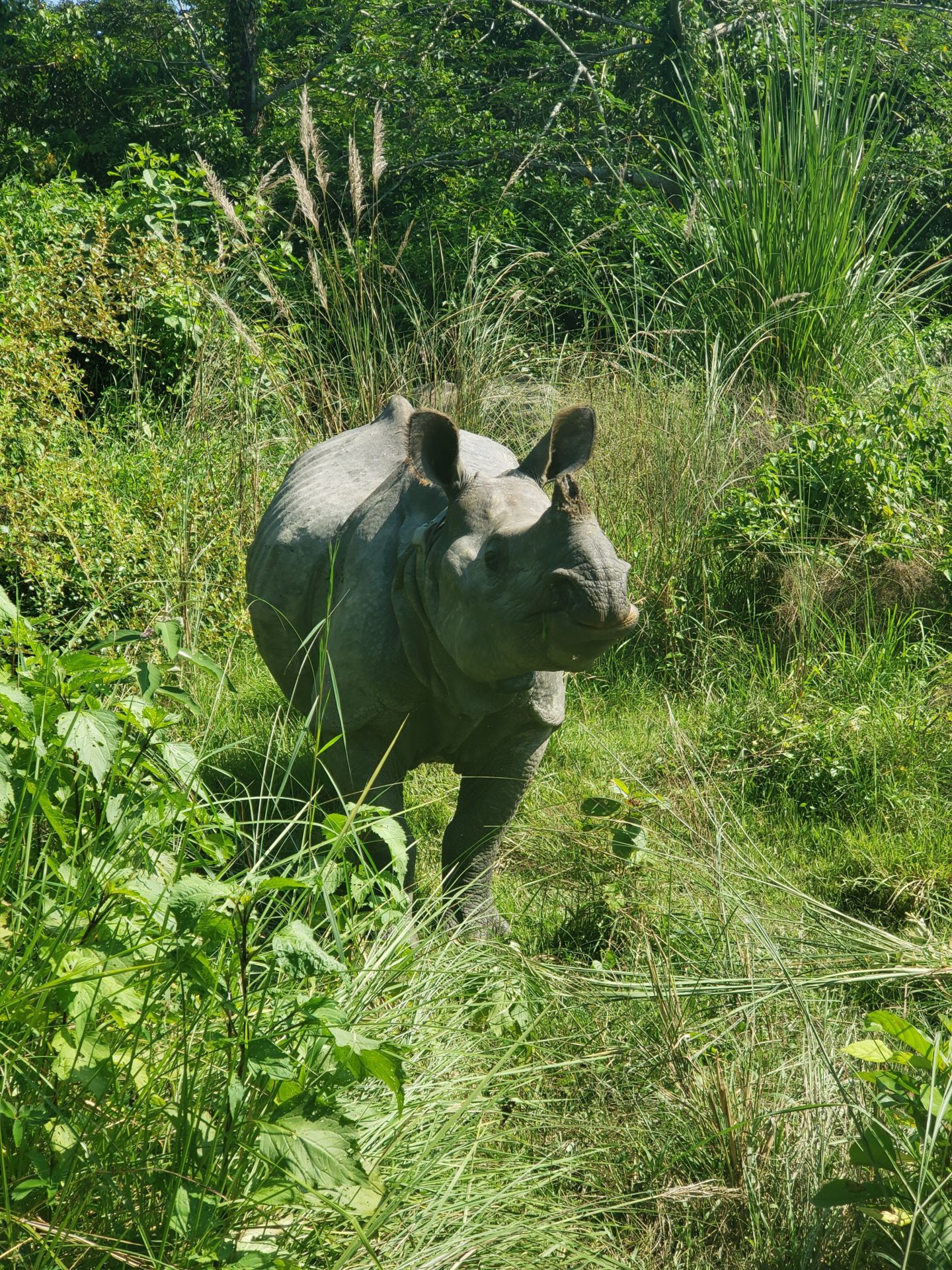 a rhinoceros standing in tall grass