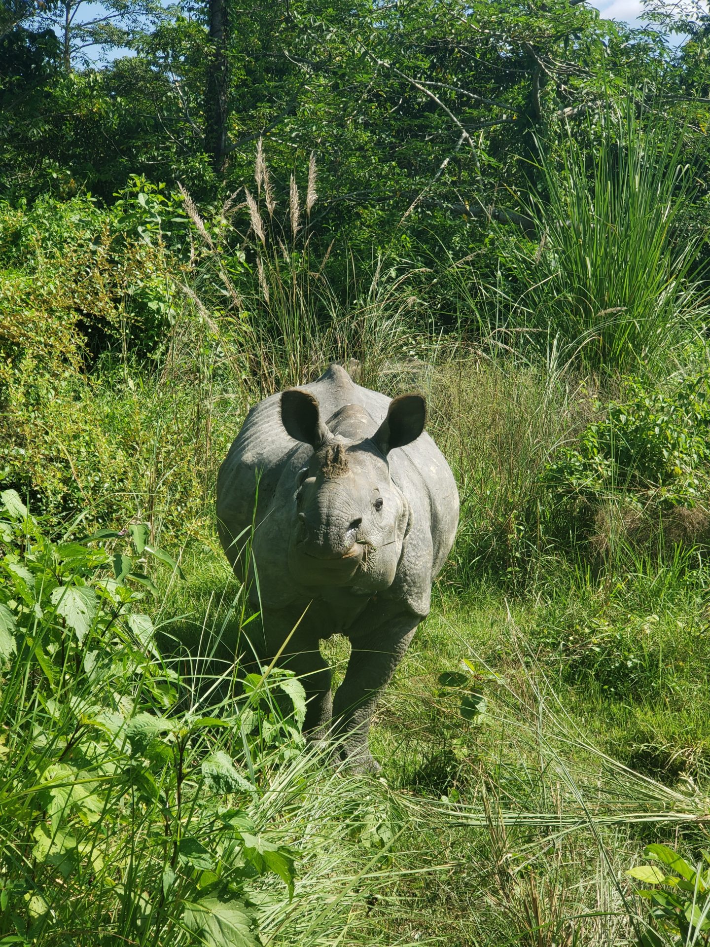 a rhinoceros in a grassy area