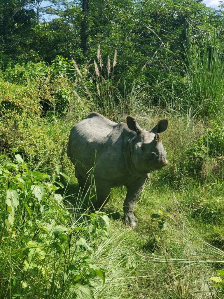 The One-Horned Rhino: My Safari in Chitwan, Nepal