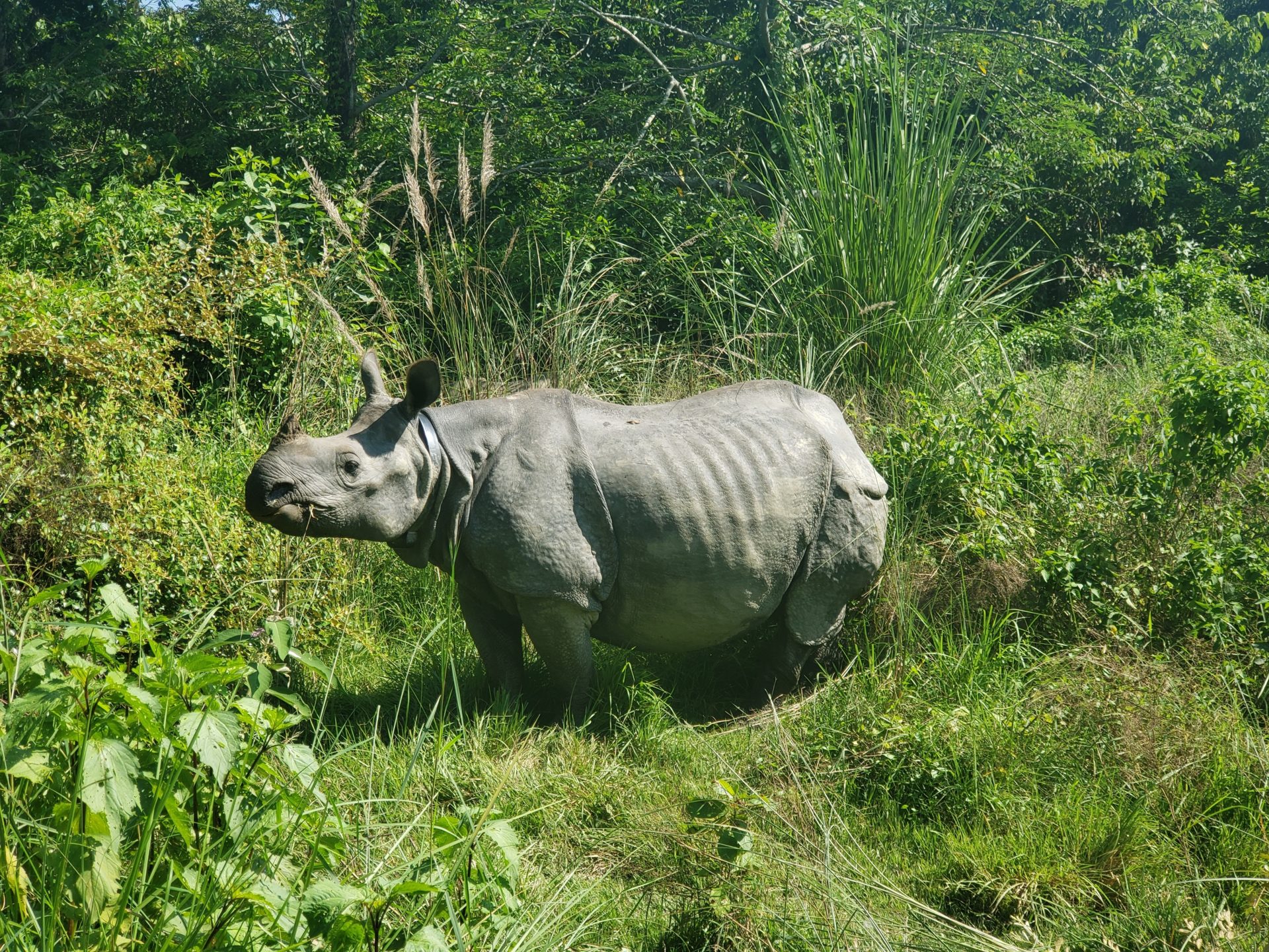a rhinoceros standing in the grass with Kaziranga National Park in the background