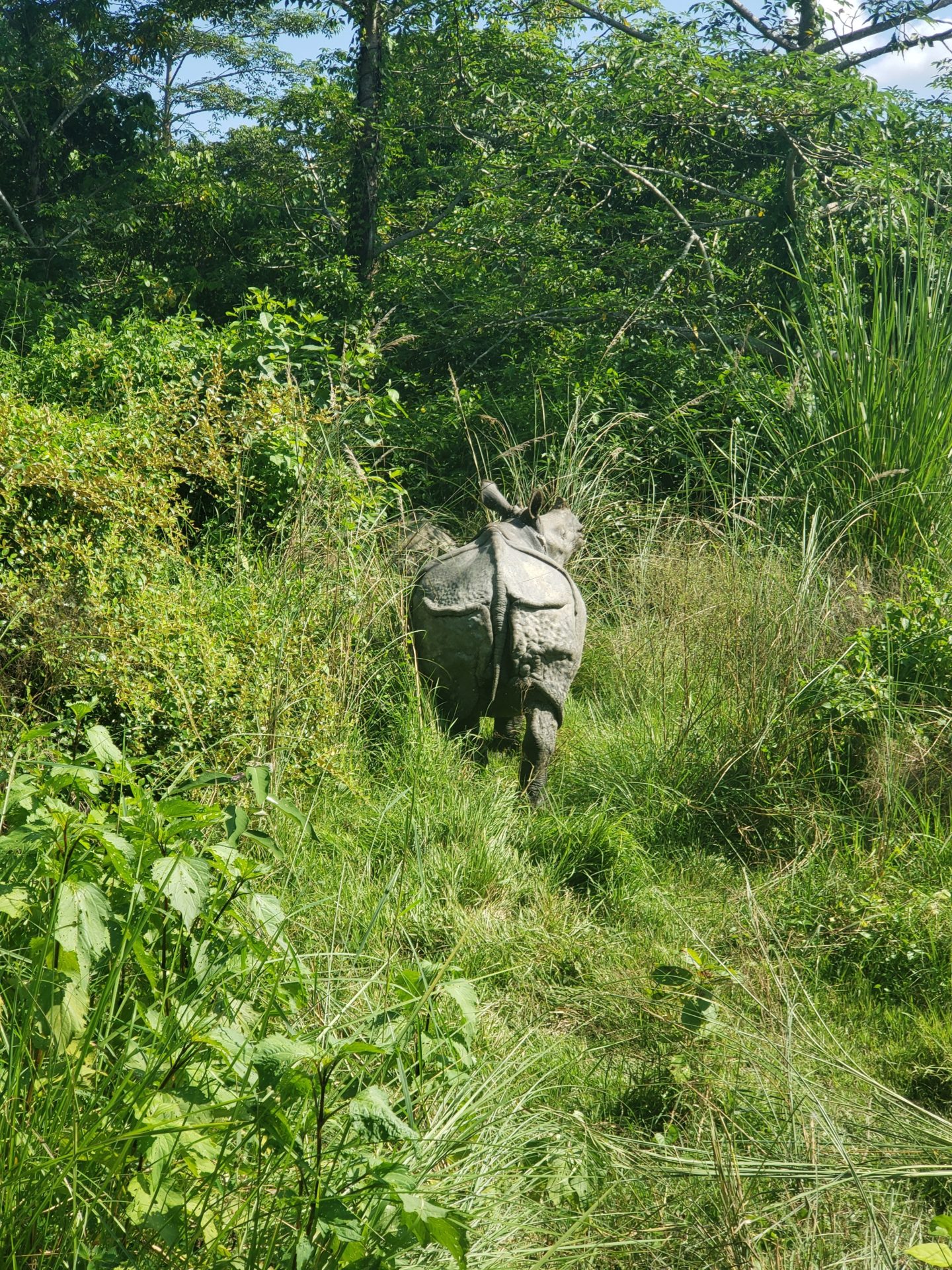 a rhinoceros walking through tall grass