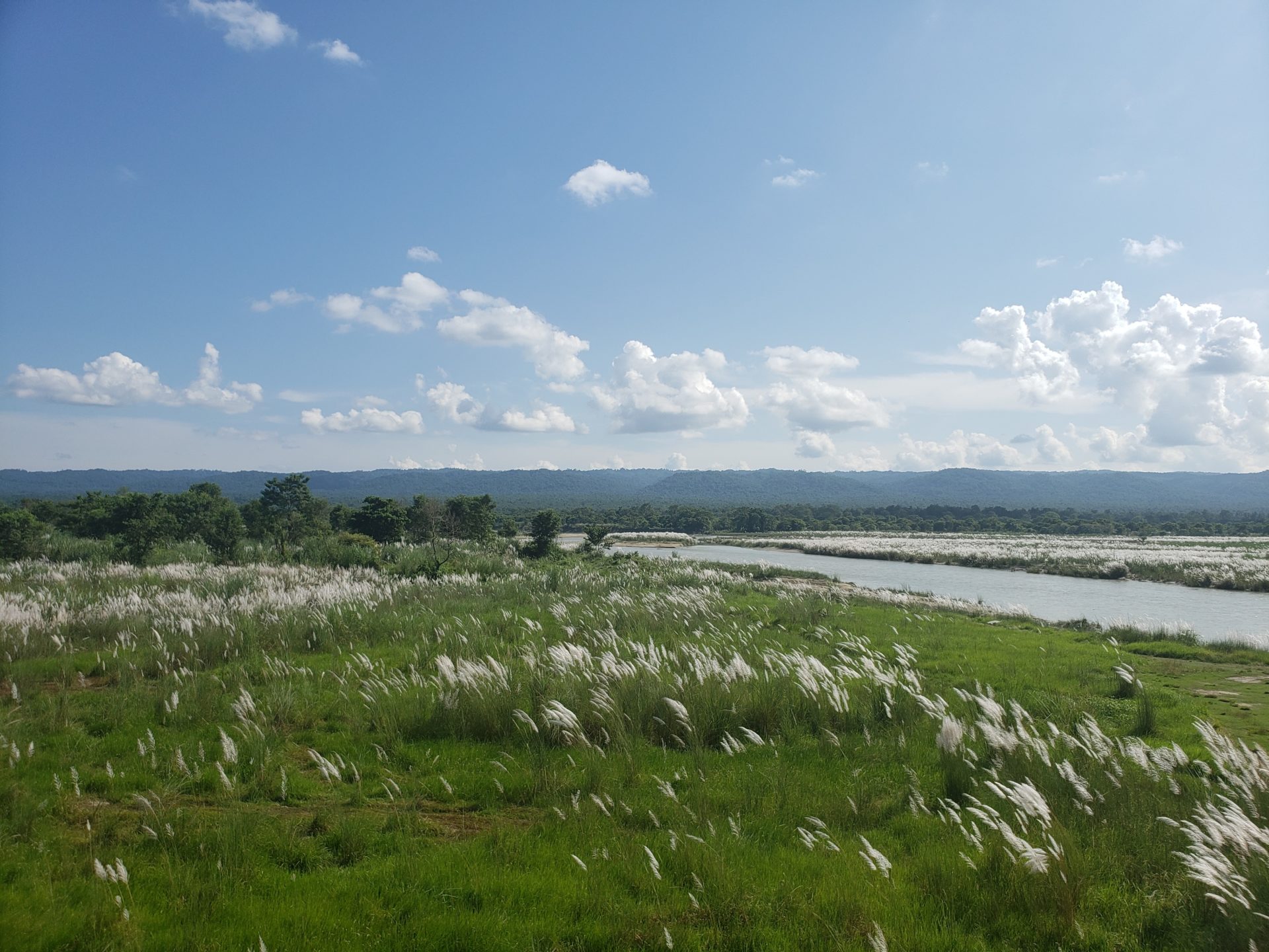 a grassy field with white flowers and a river