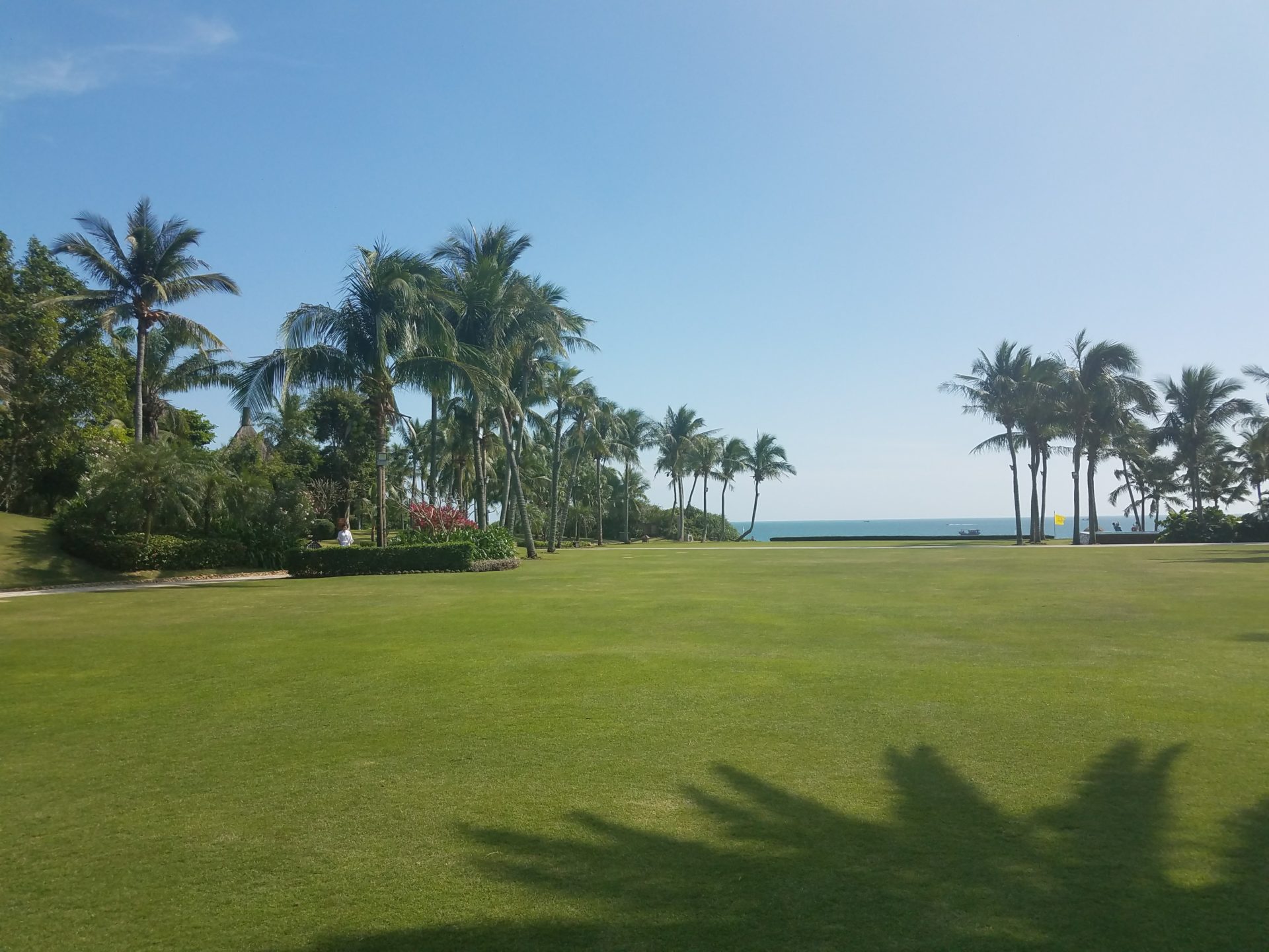a large lawn with palm trees and a body of water