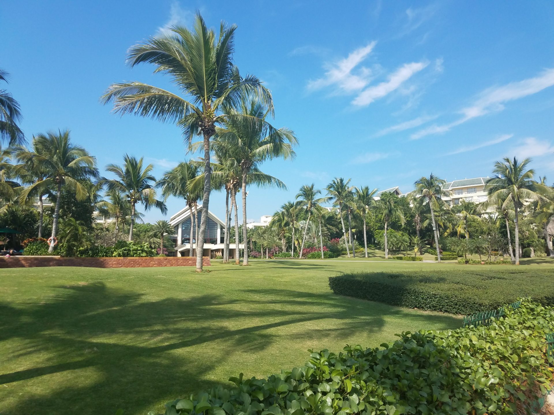 a large lawn with palm trees and bushes