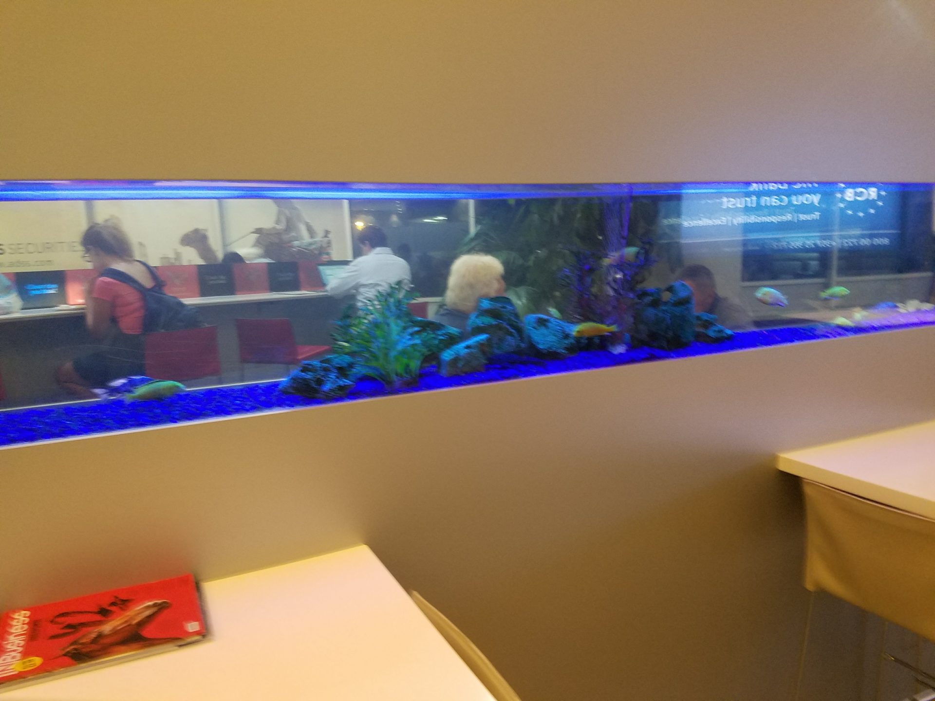 a fish tank with fish and plants in it
