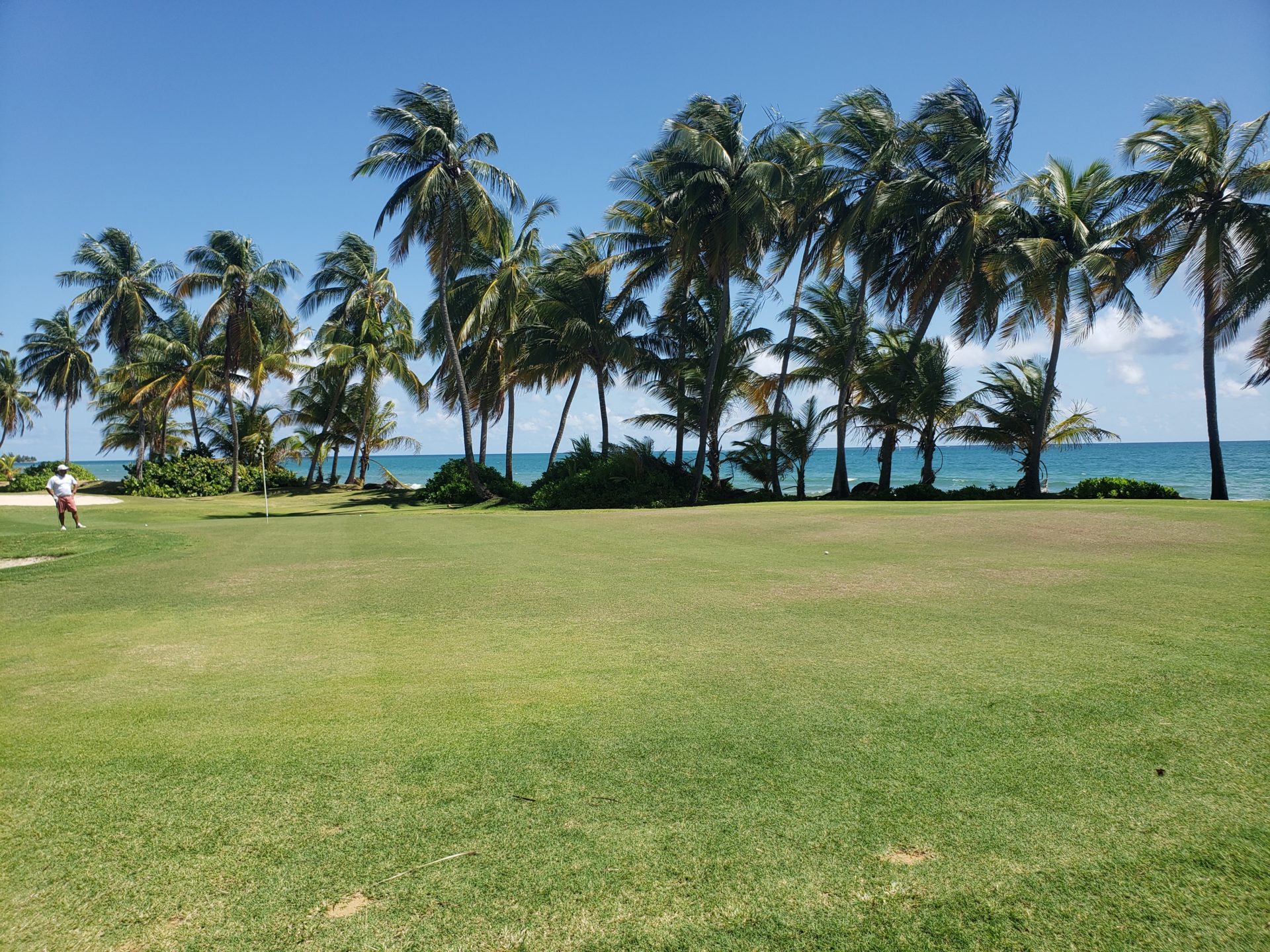 a grass field with palm trees and a body of water