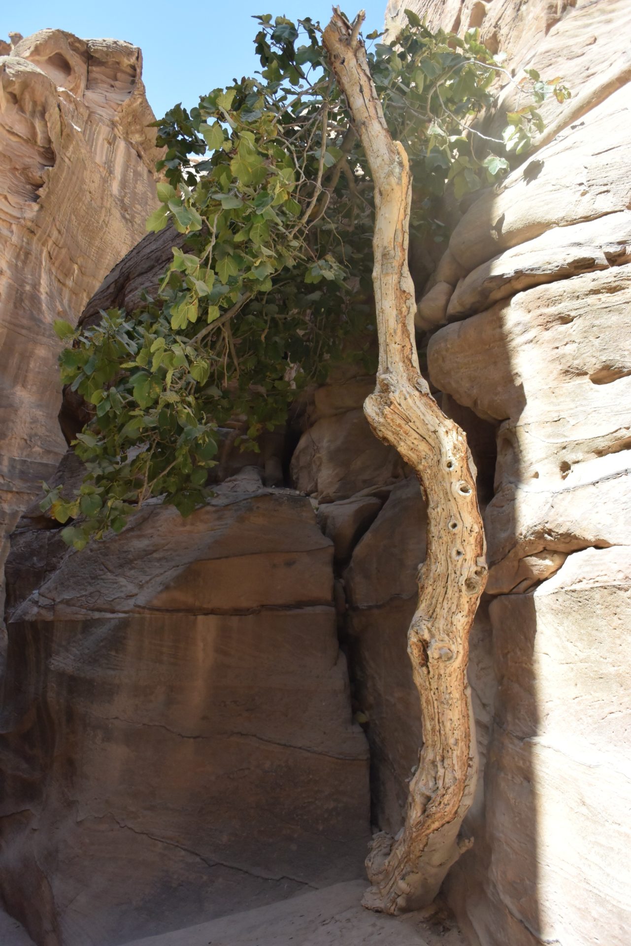 a tree growing between rocks