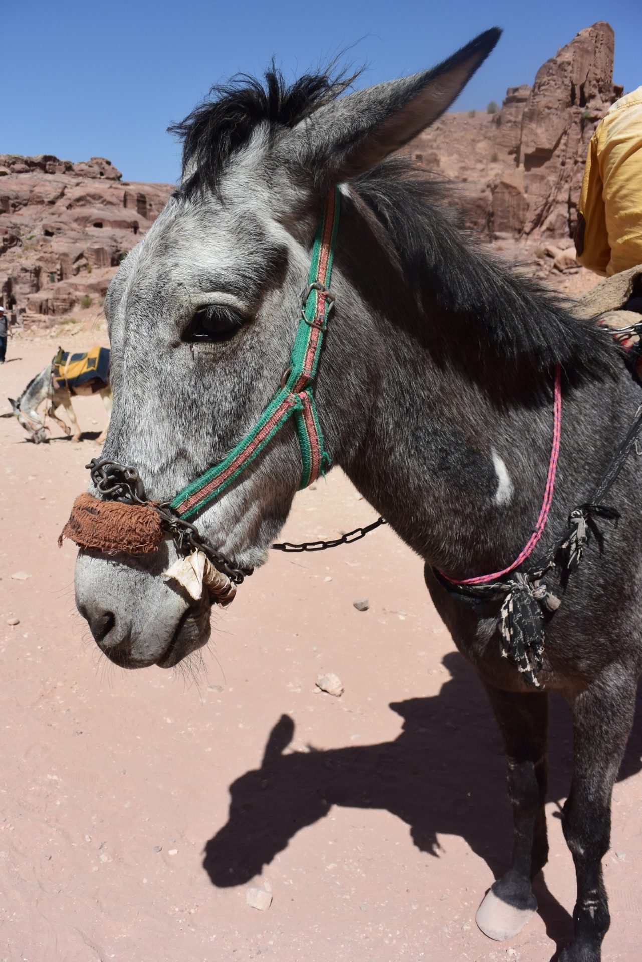 a donkey with a halter on its head