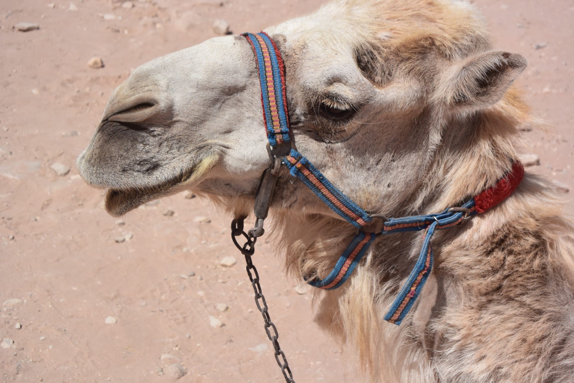 a camel with a harness on its head