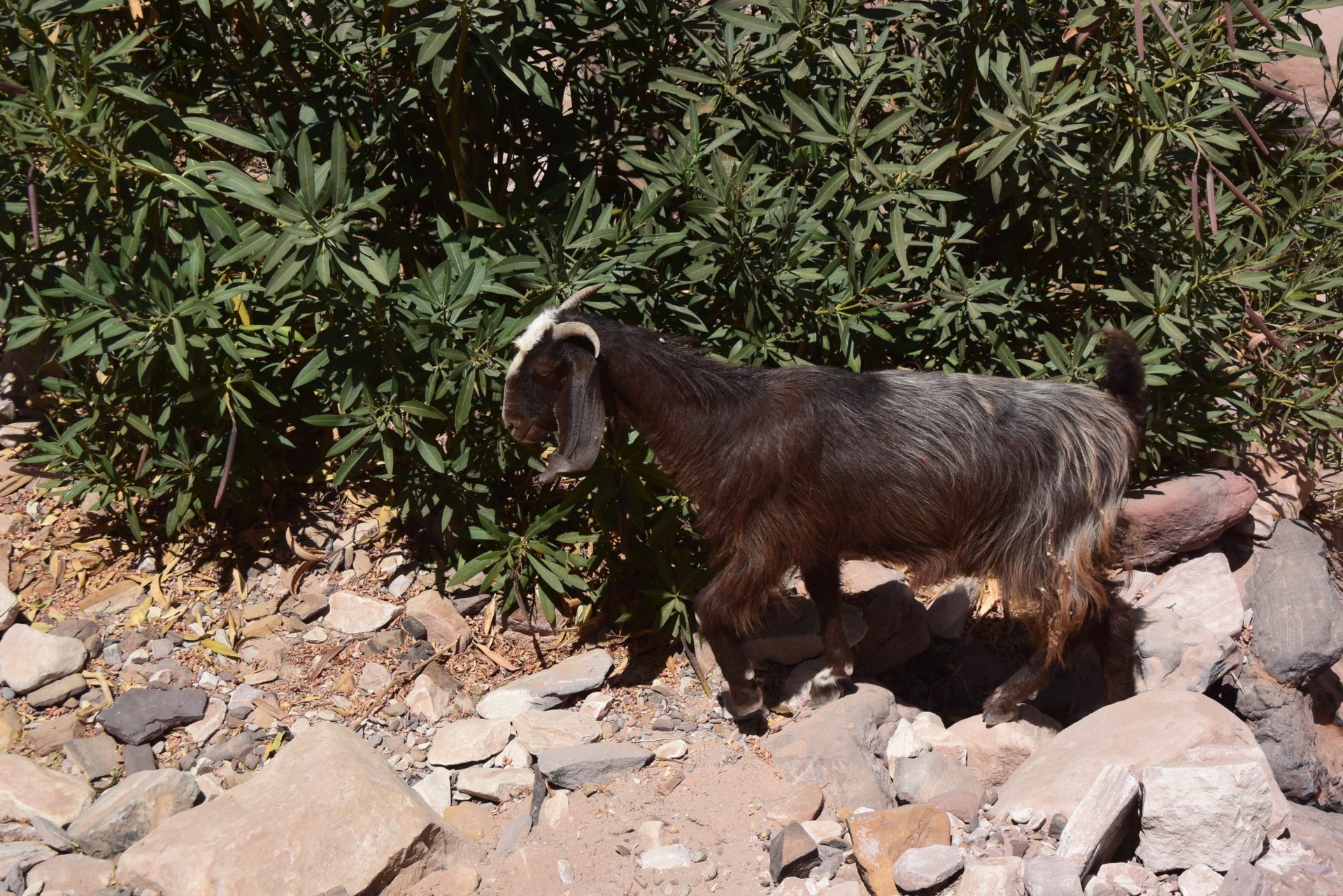 a goat walking on rocks