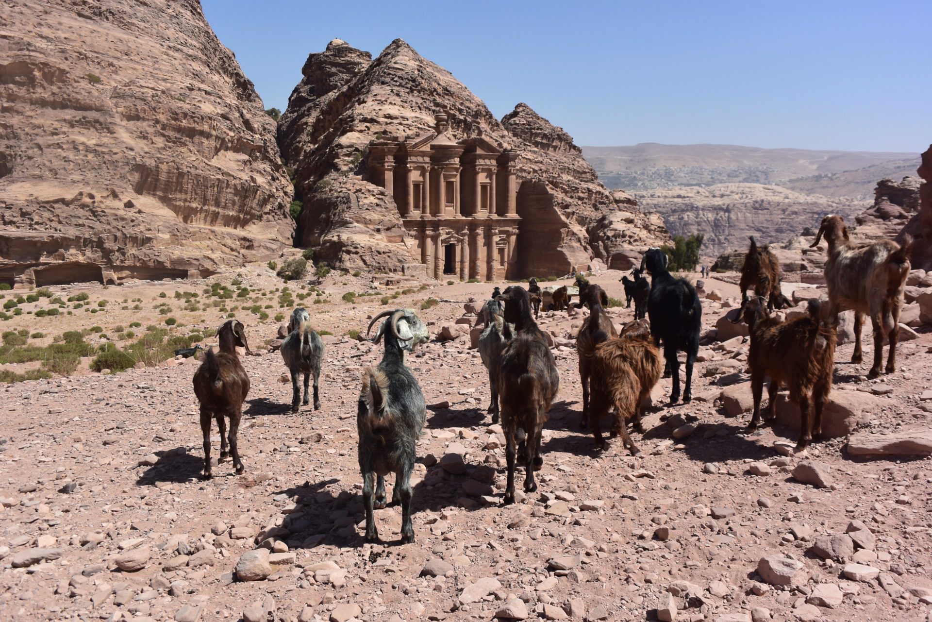 a group of goats in front of Petra