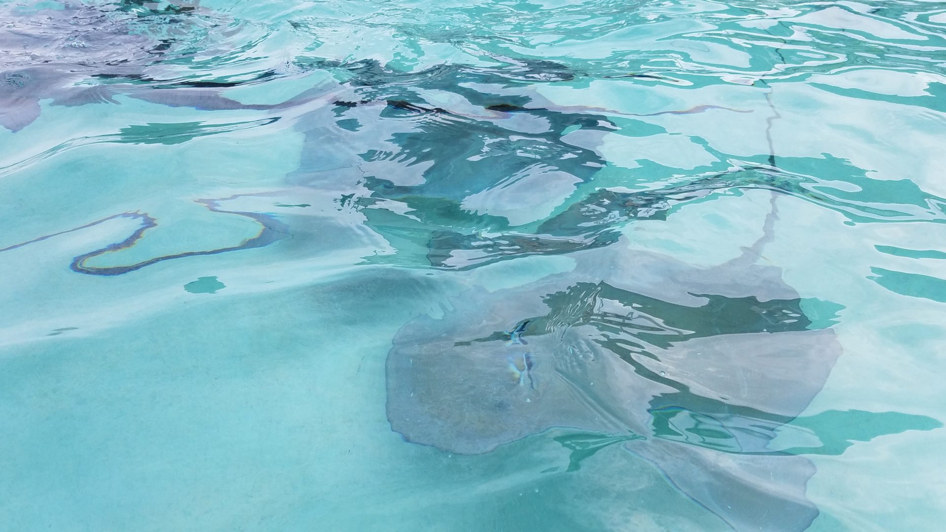 a blue water surface with a stingray