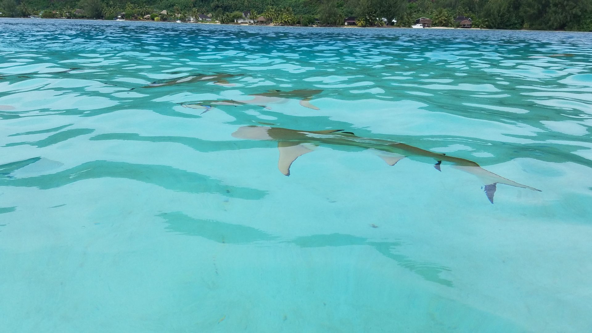 a group of sharks swimming in clear blue water