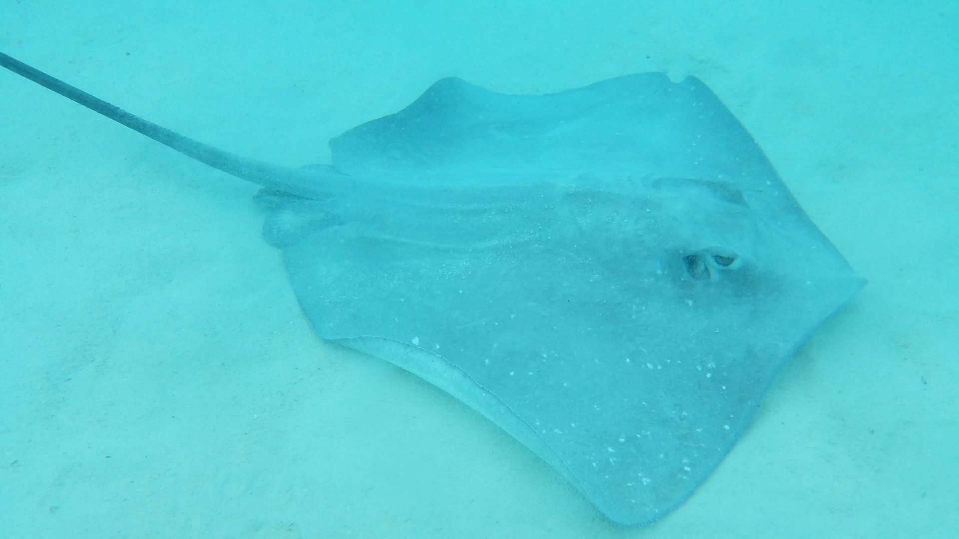 a stingray in the water
