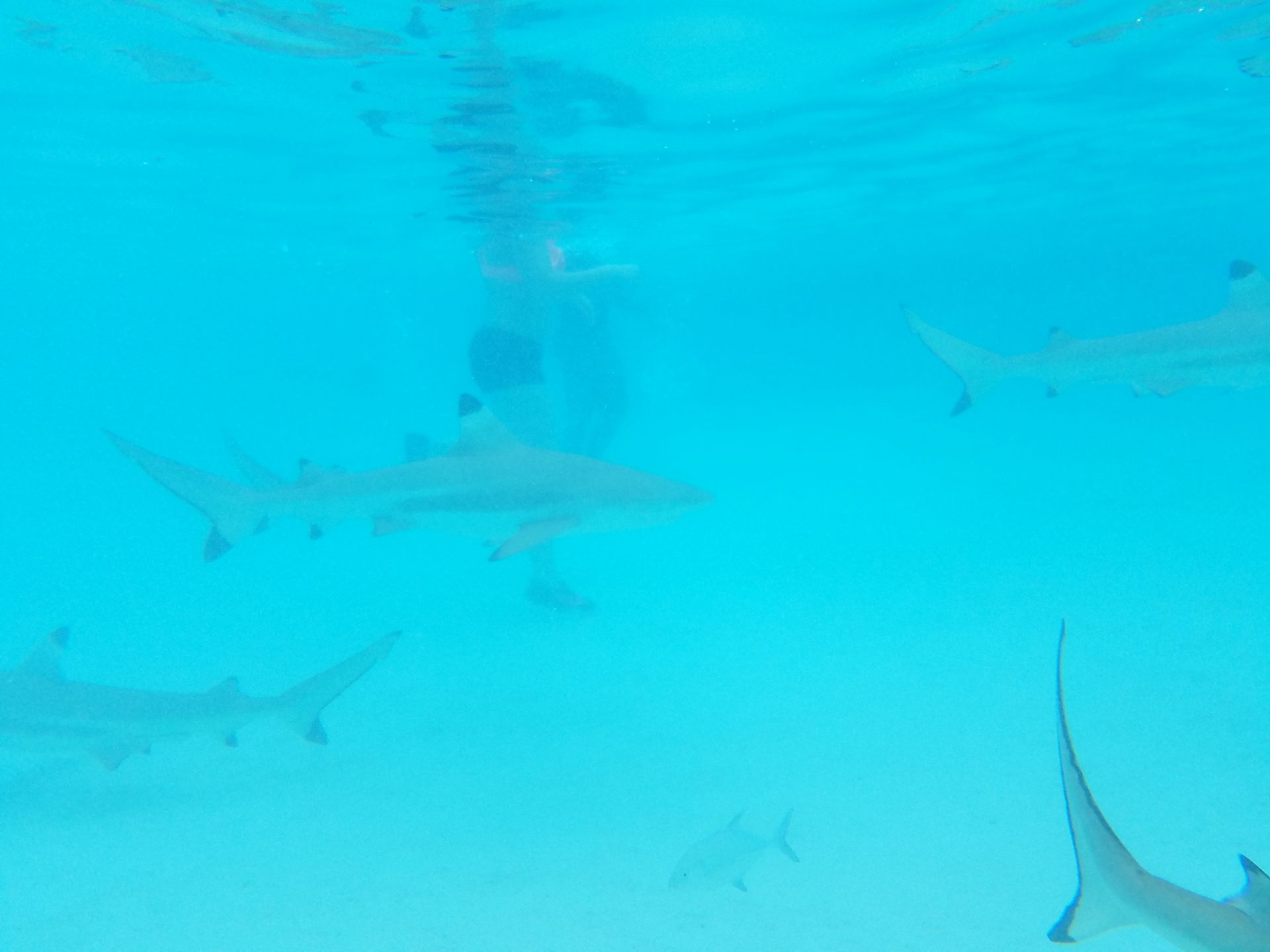 a person swimming with sharks