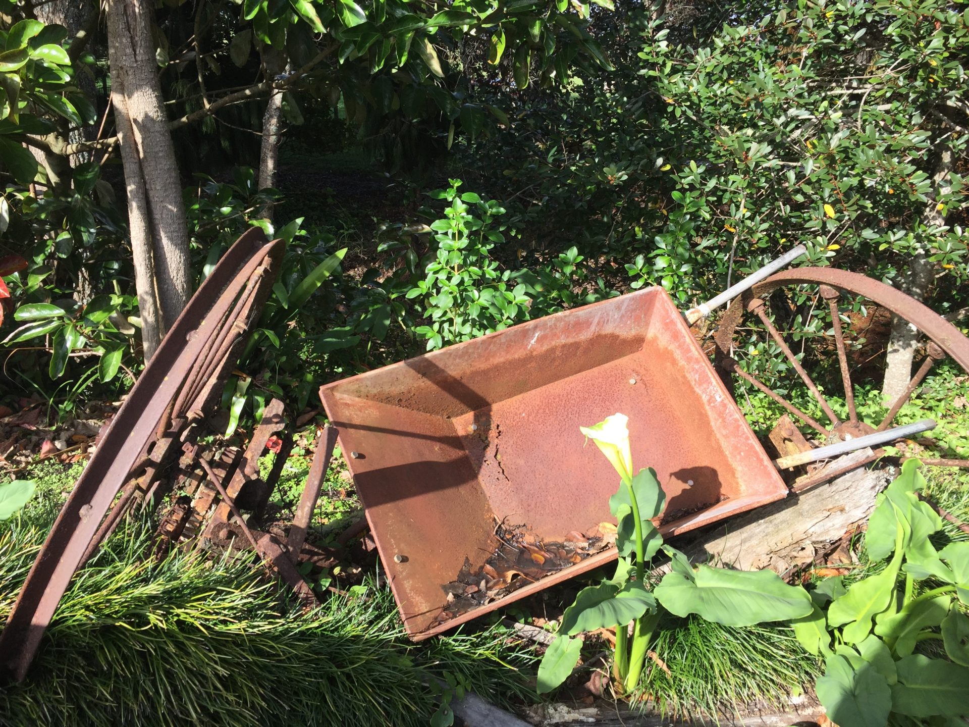 a rusty wheelbarrow in a garden