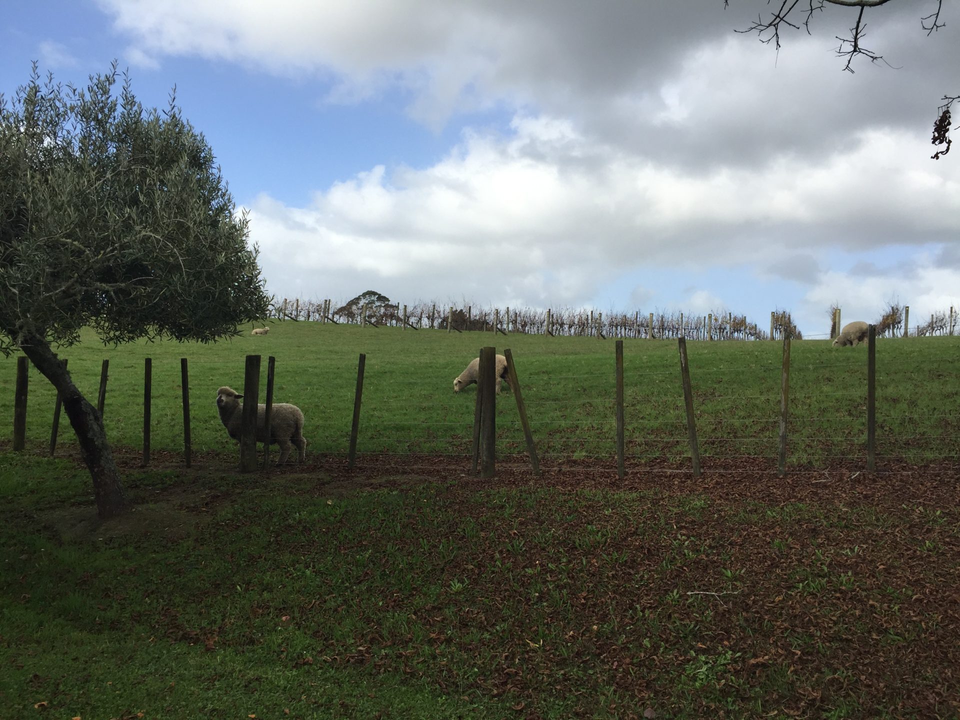 sheep in a fenced in field