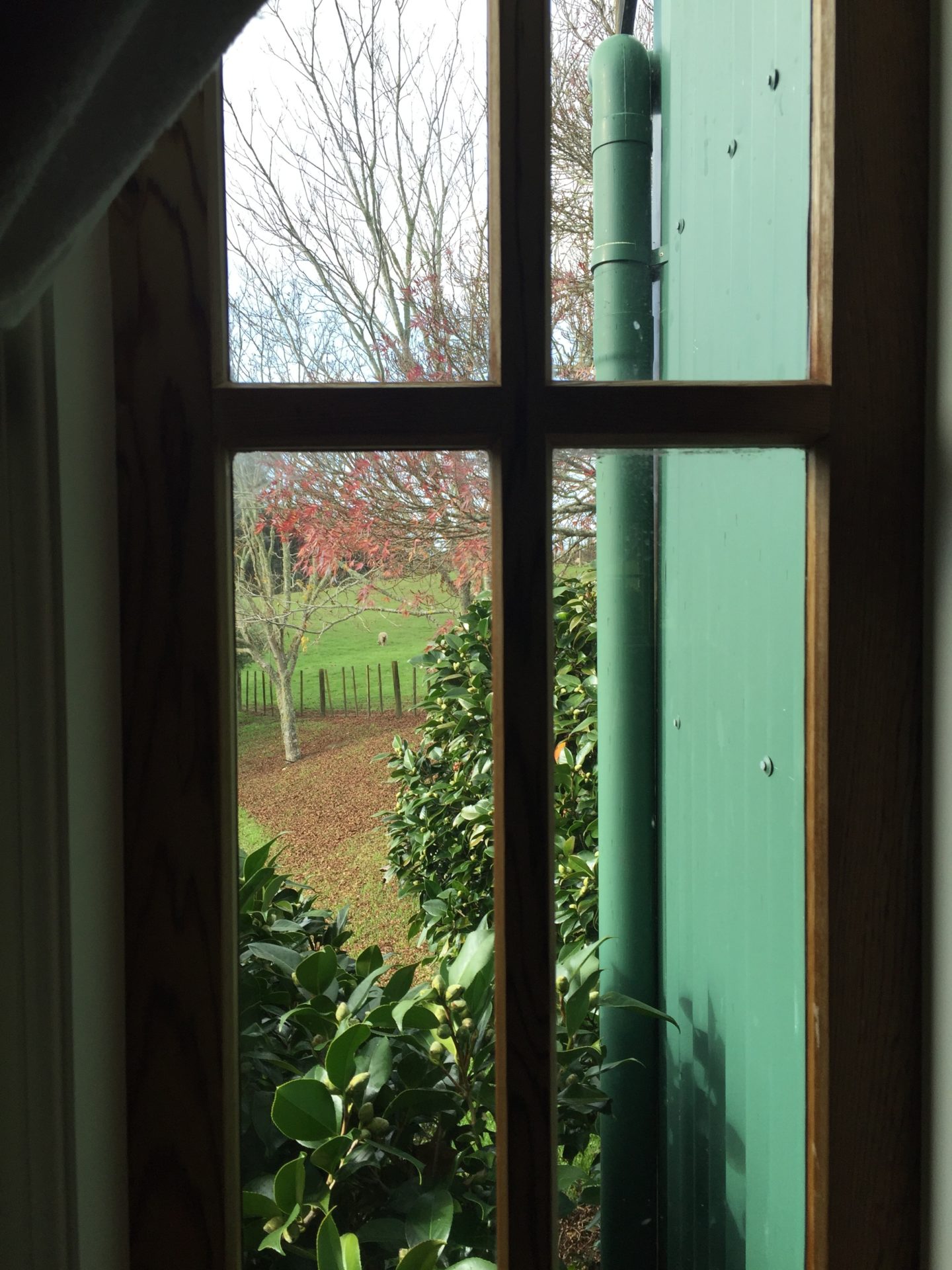 a window with a green wall and trees outside