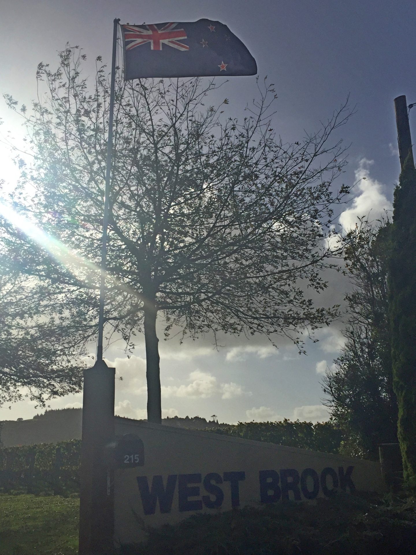 a tree with a sign and a pole