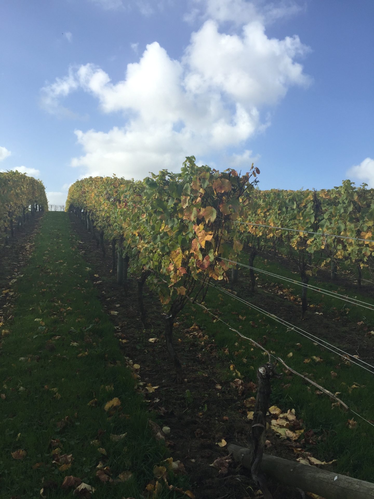 a rows of vines in a vineyard