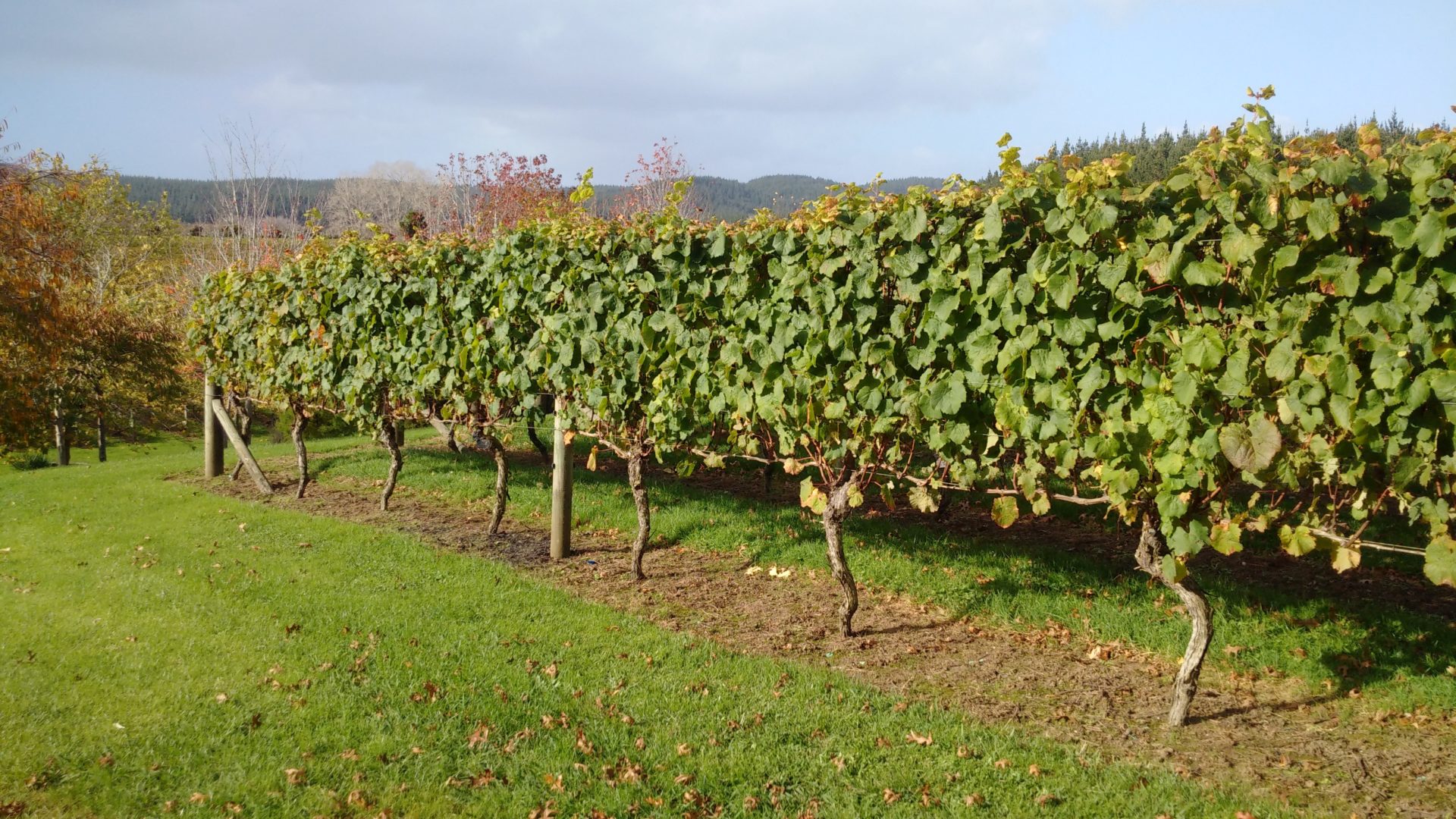 a row of vines in a field