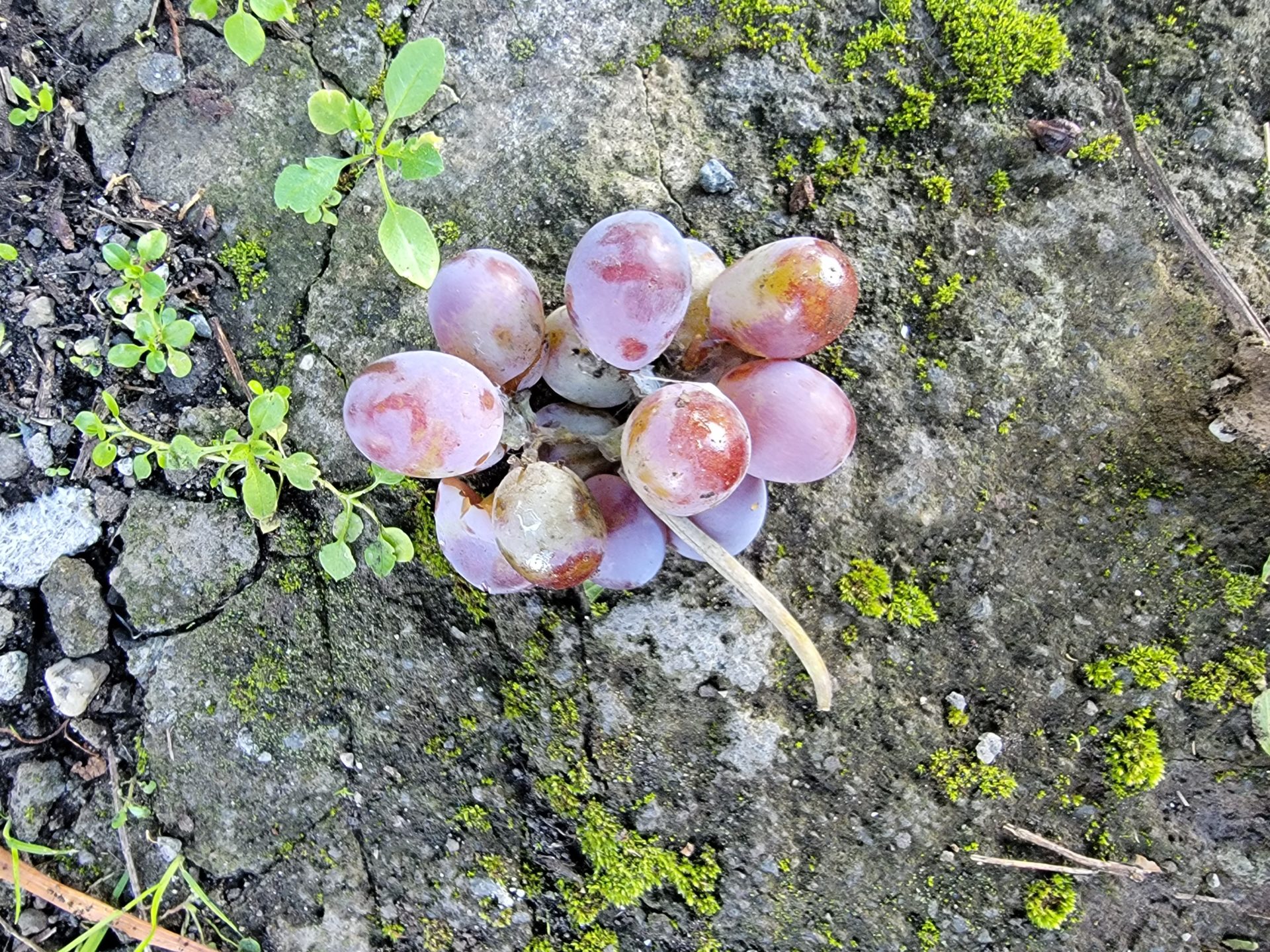 a bunch of grapes on a rock