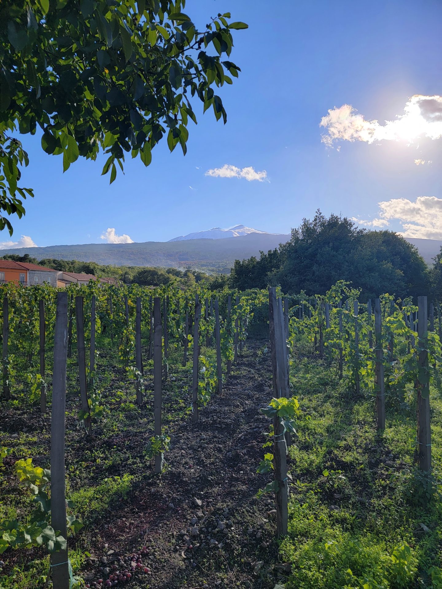 a vineyard with trees and a mountain in the background