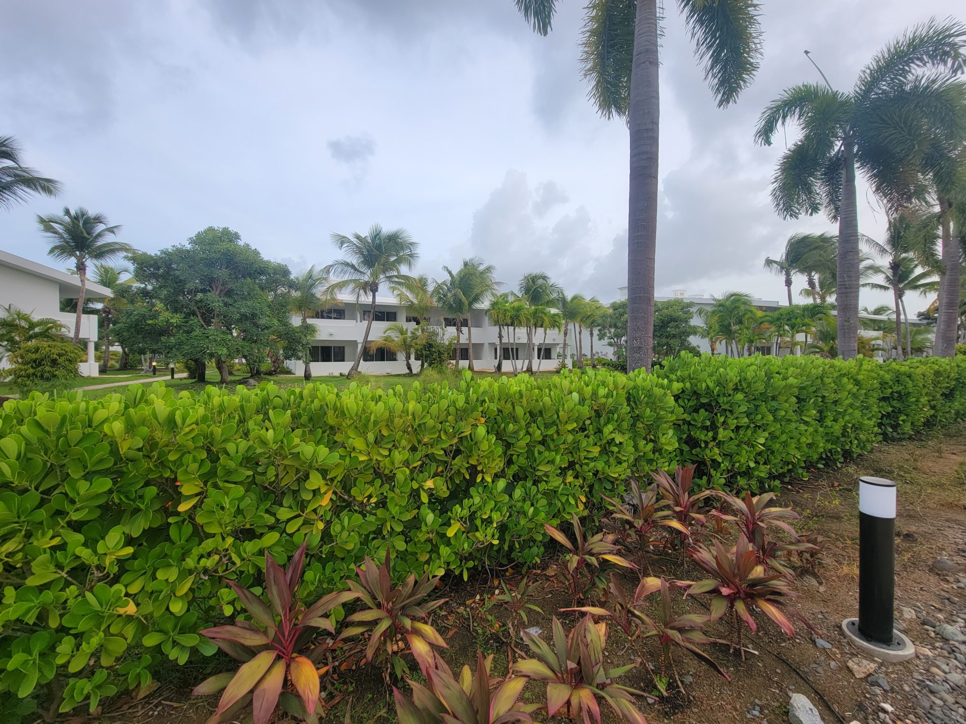 a row of bushes and palm trees