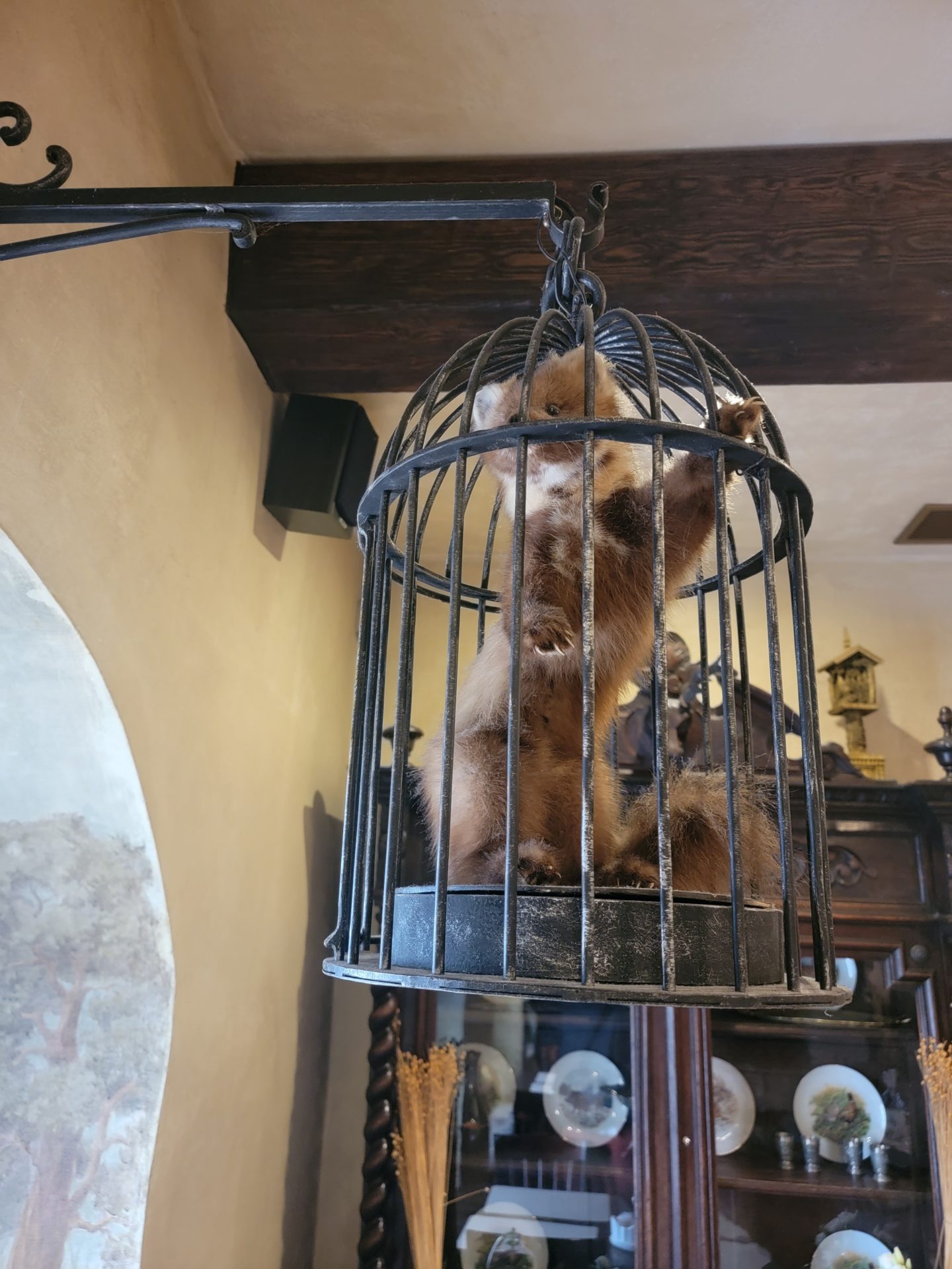 a squirrel in a cage