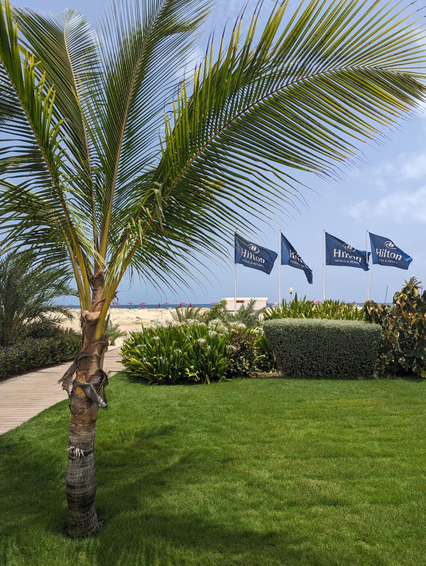 a palm tree with flags in the wind