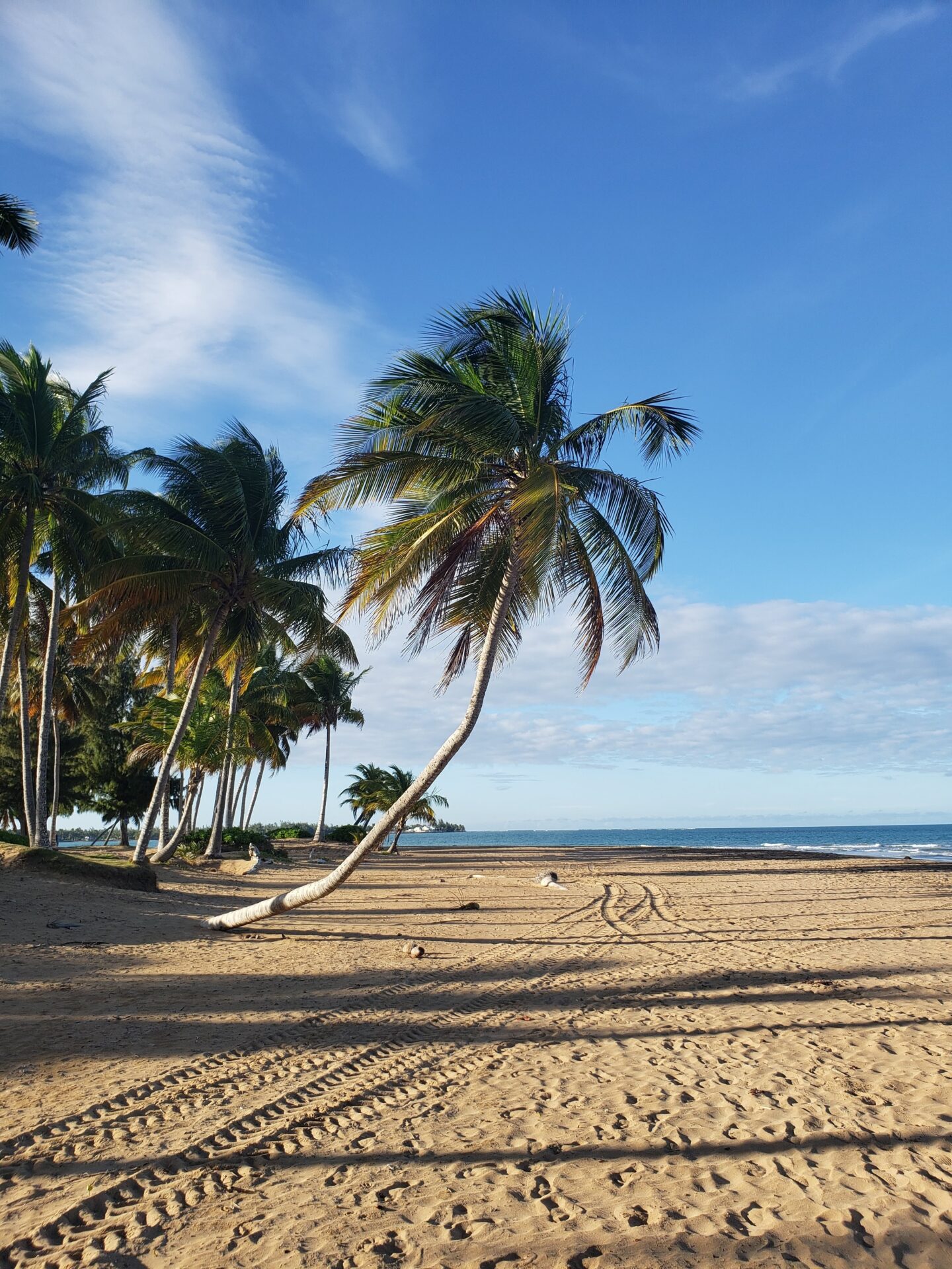 a beach with palm trees and water