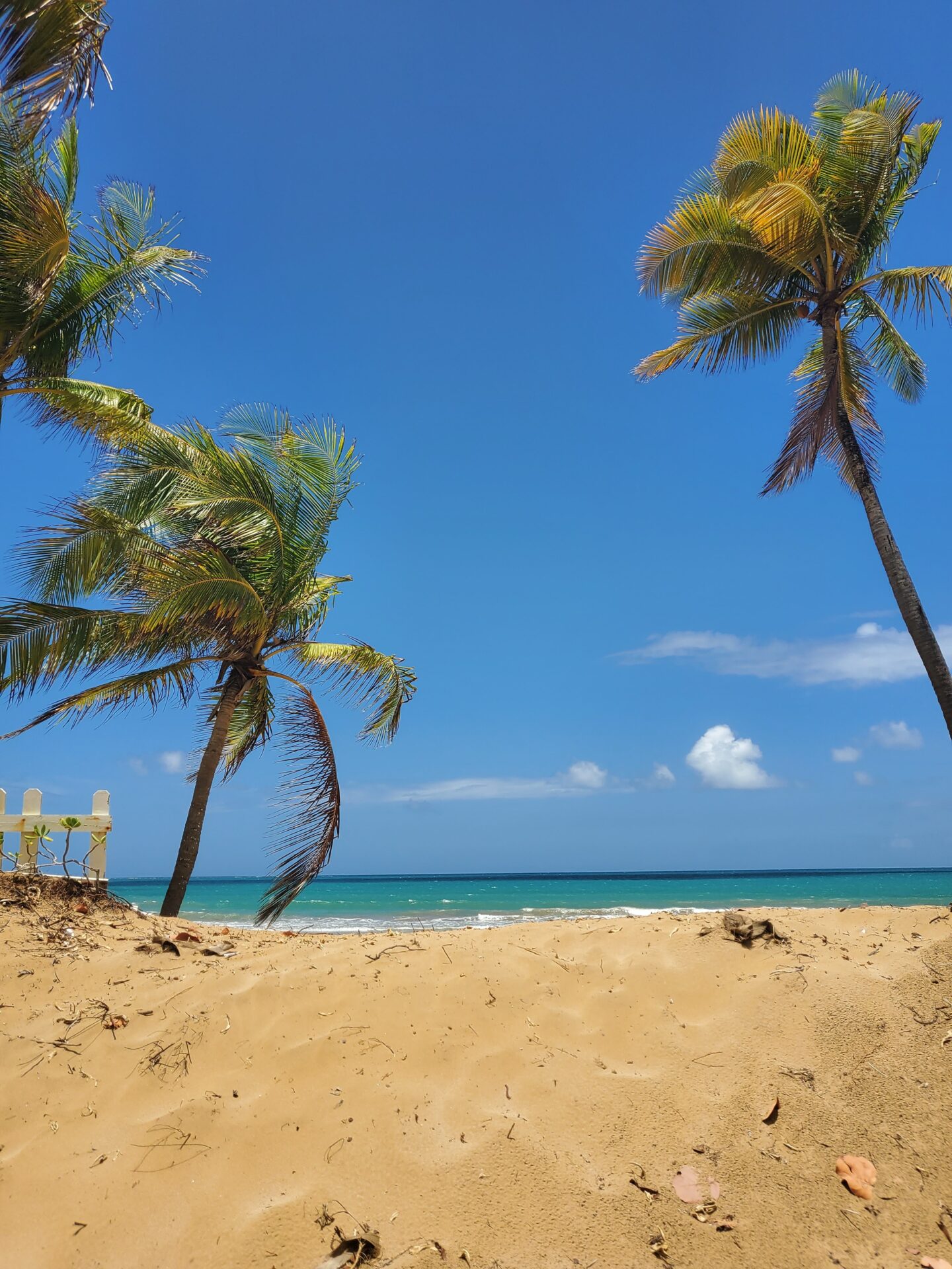 a beach with palm trees and a chair