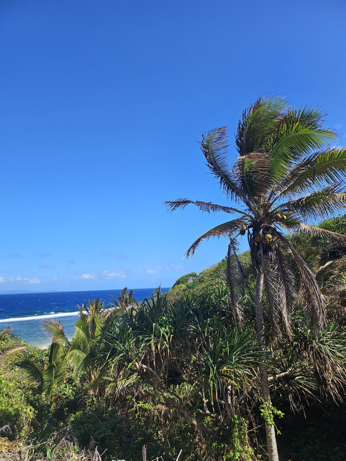 a palm trees and a beach