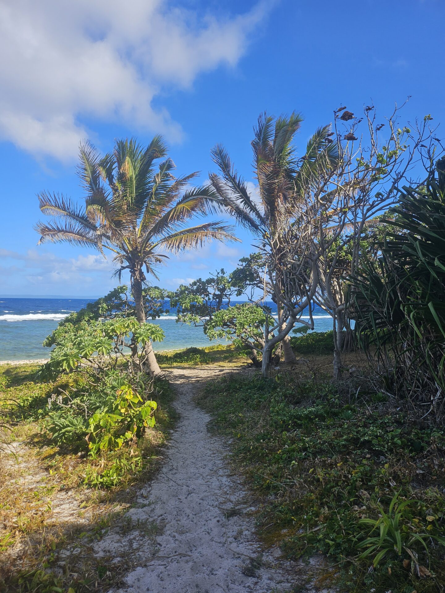 a path leading to a beach
