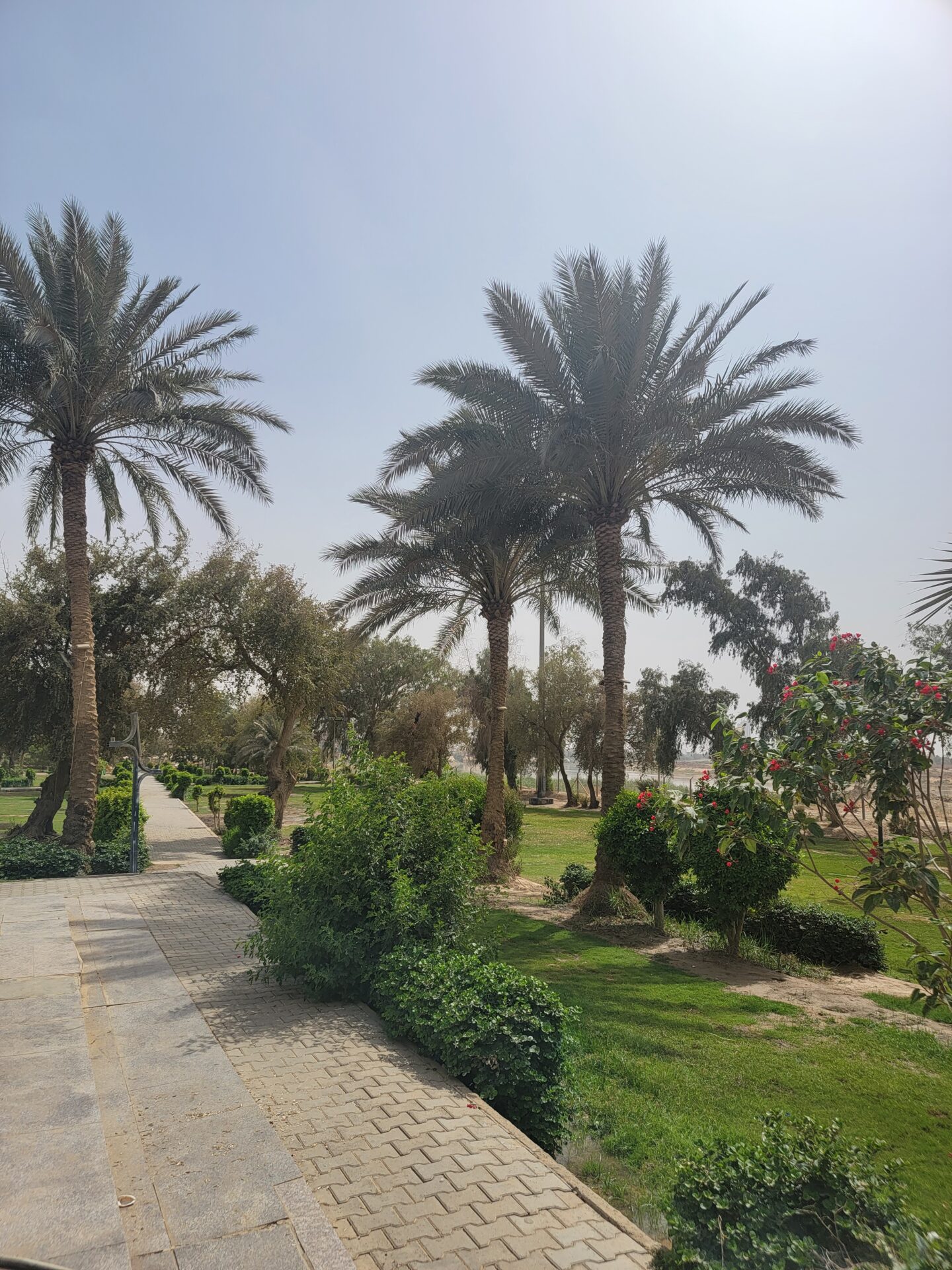 a path with palm trees and bushes
