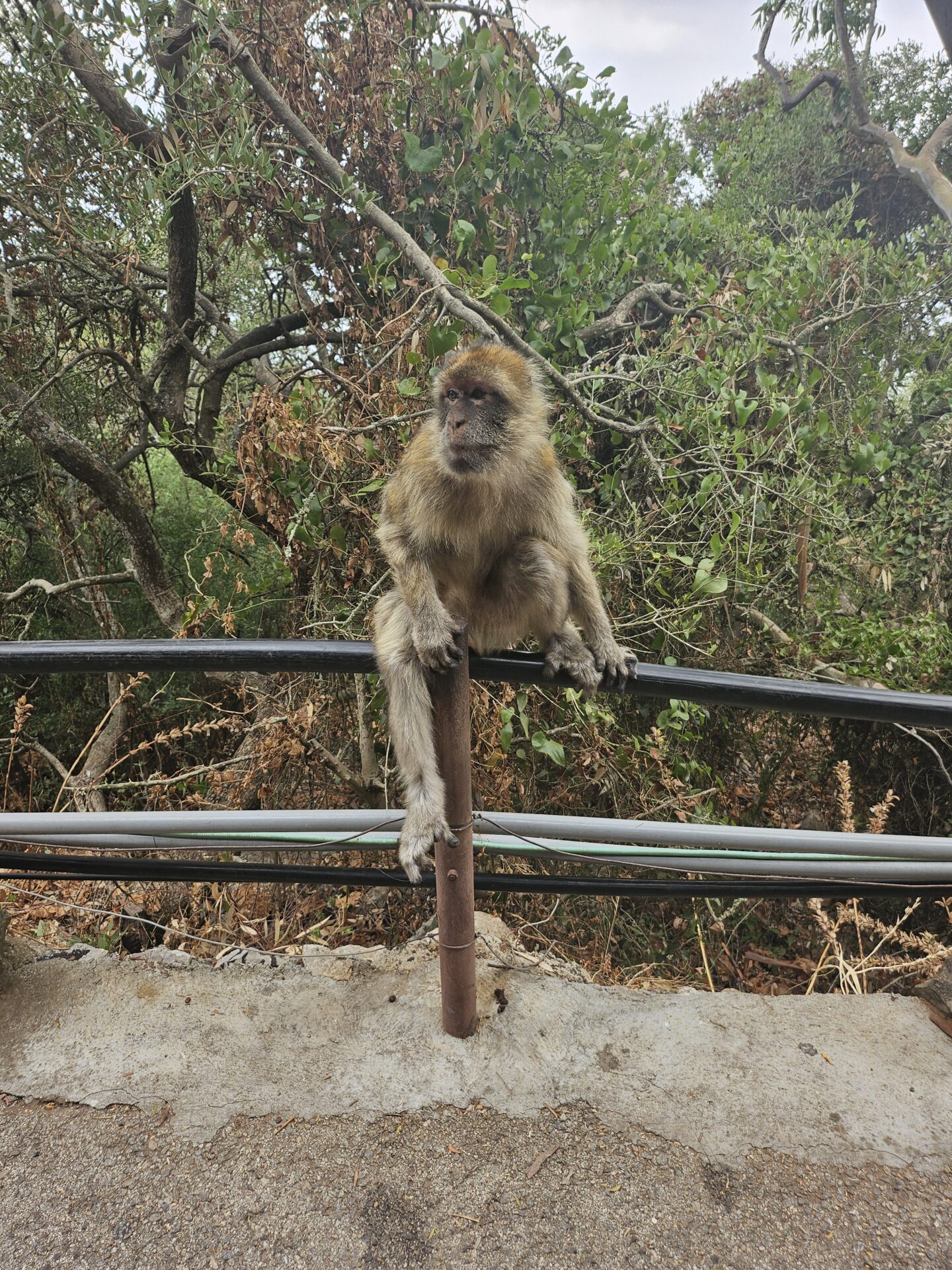 a monkey sitting on a pole