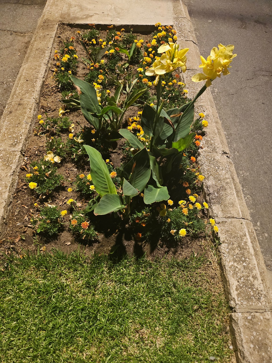 a flower bed with yellow flowers